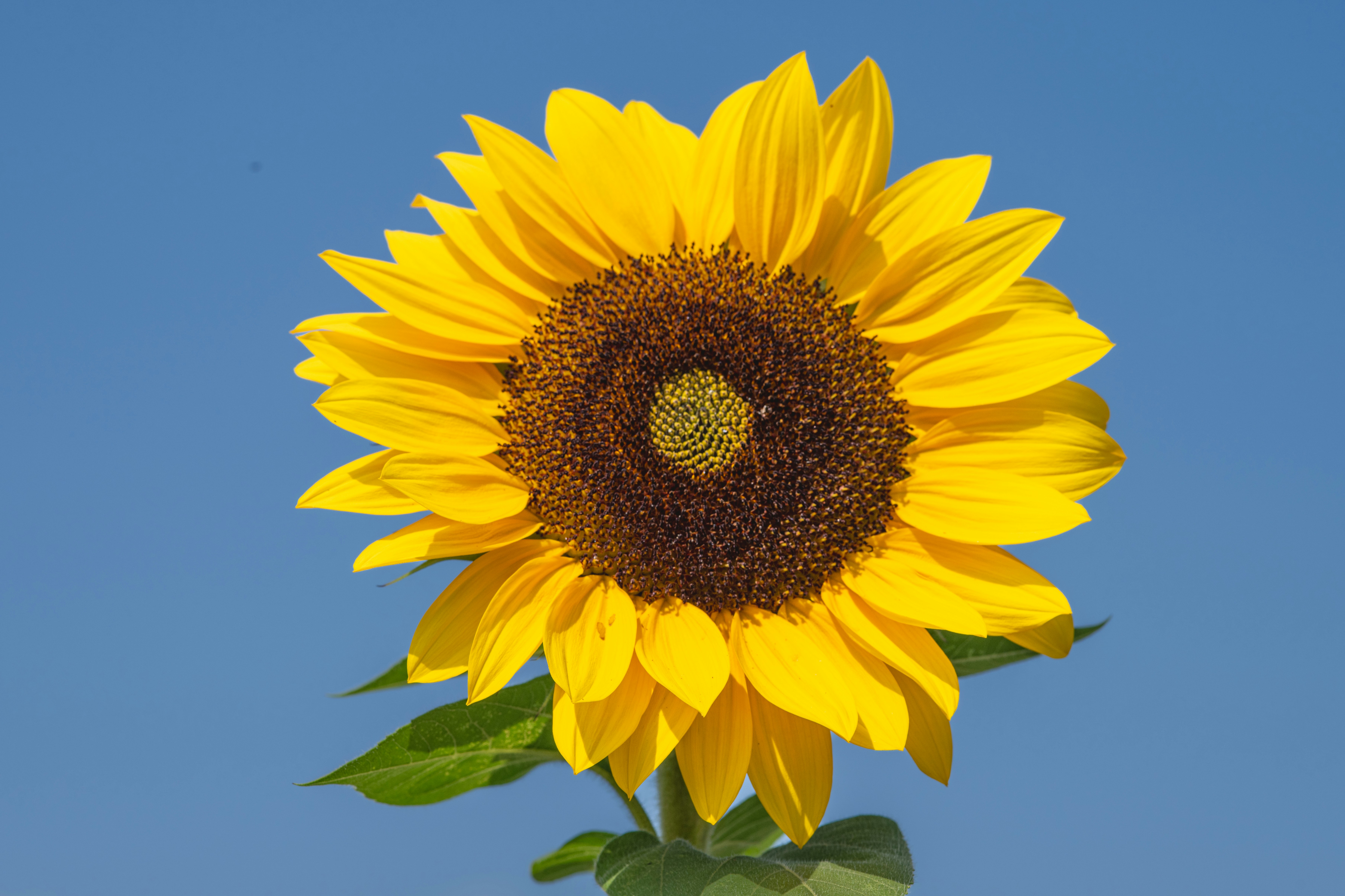 Photo by siegfriedpoepperl