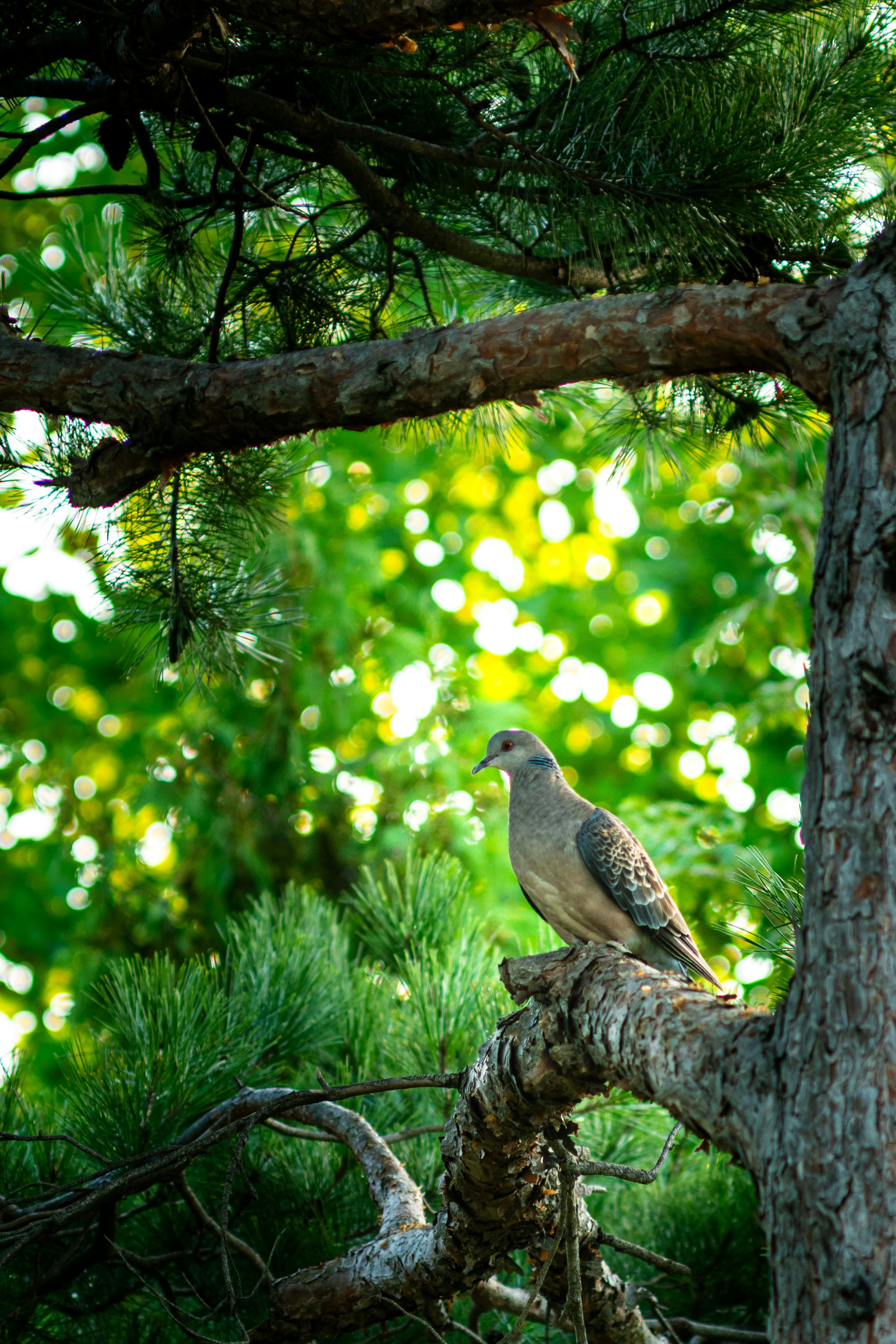 Photo by ttokttak_noir