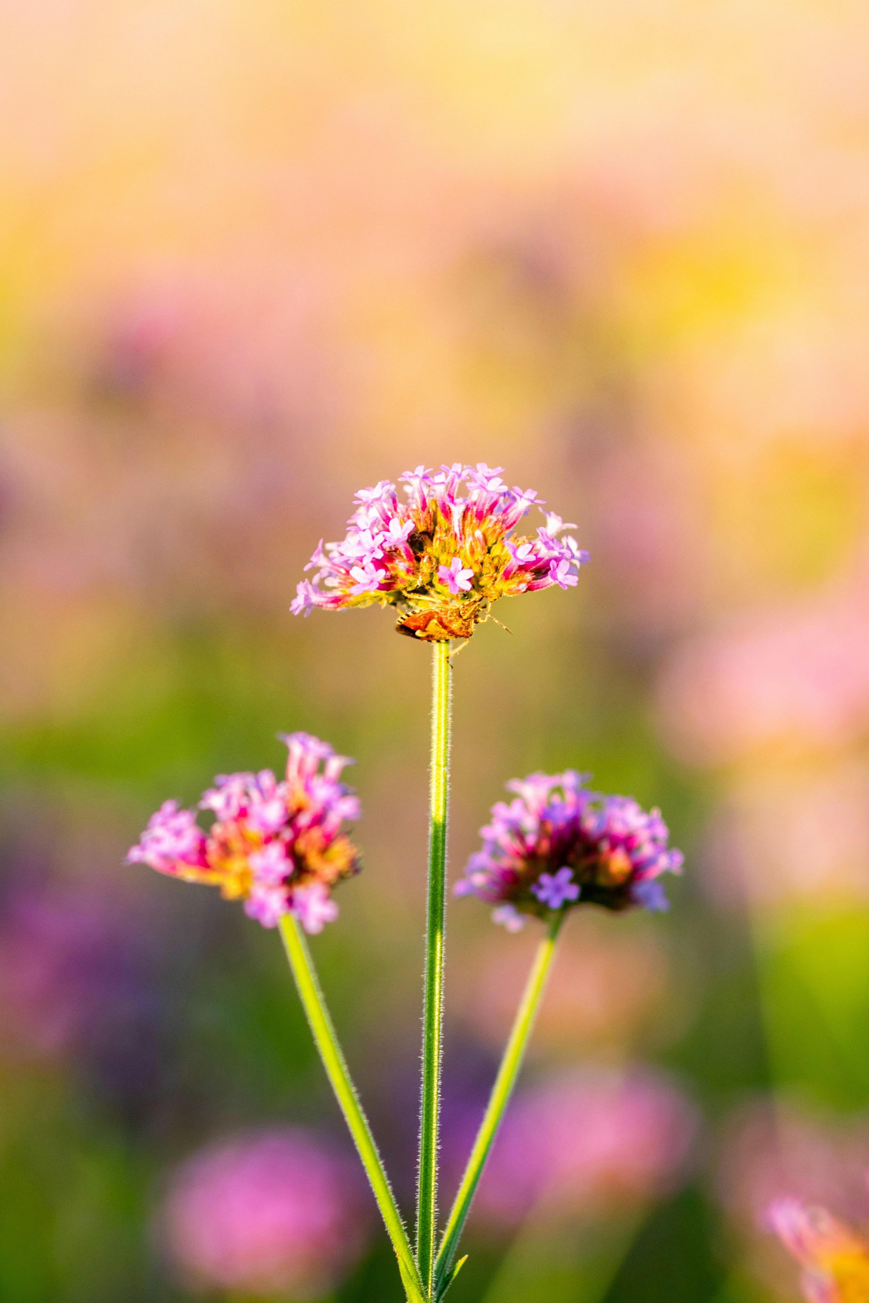 Photo by ttokttak_noir