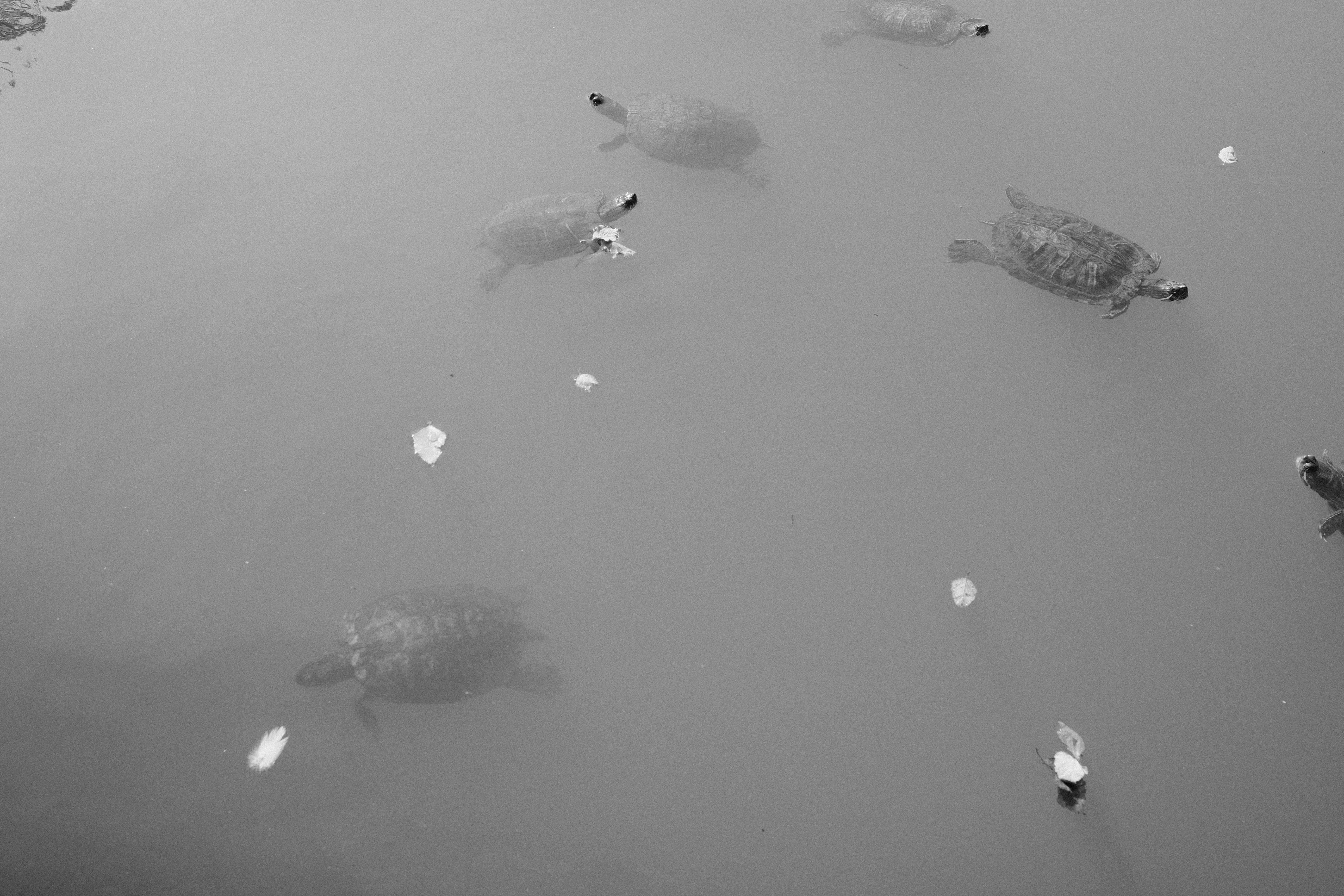 Several turtles swimming in murky water