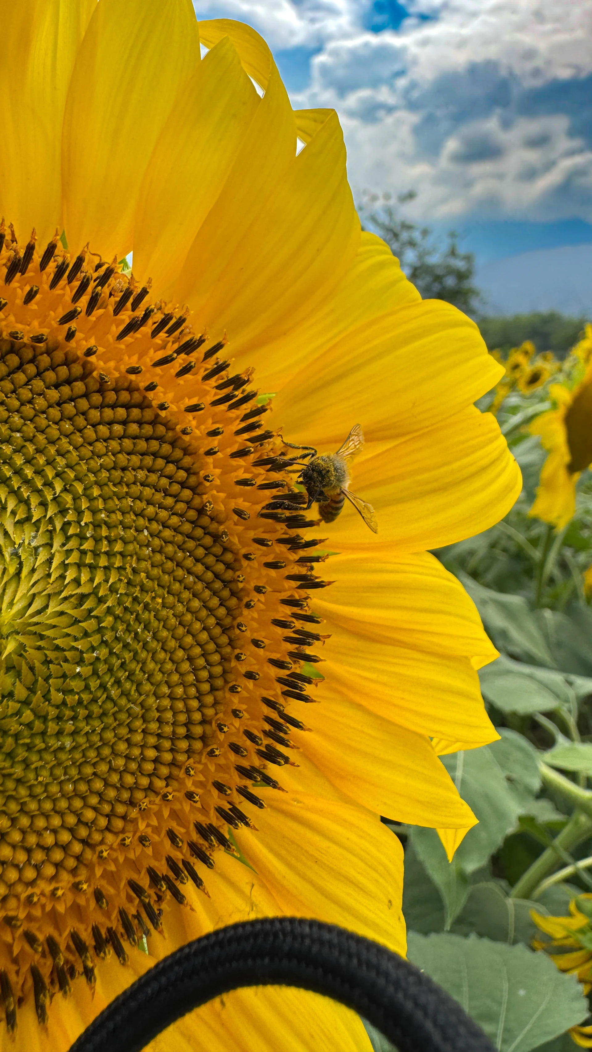 A bee collects nectar from a bright yellow sunflower.