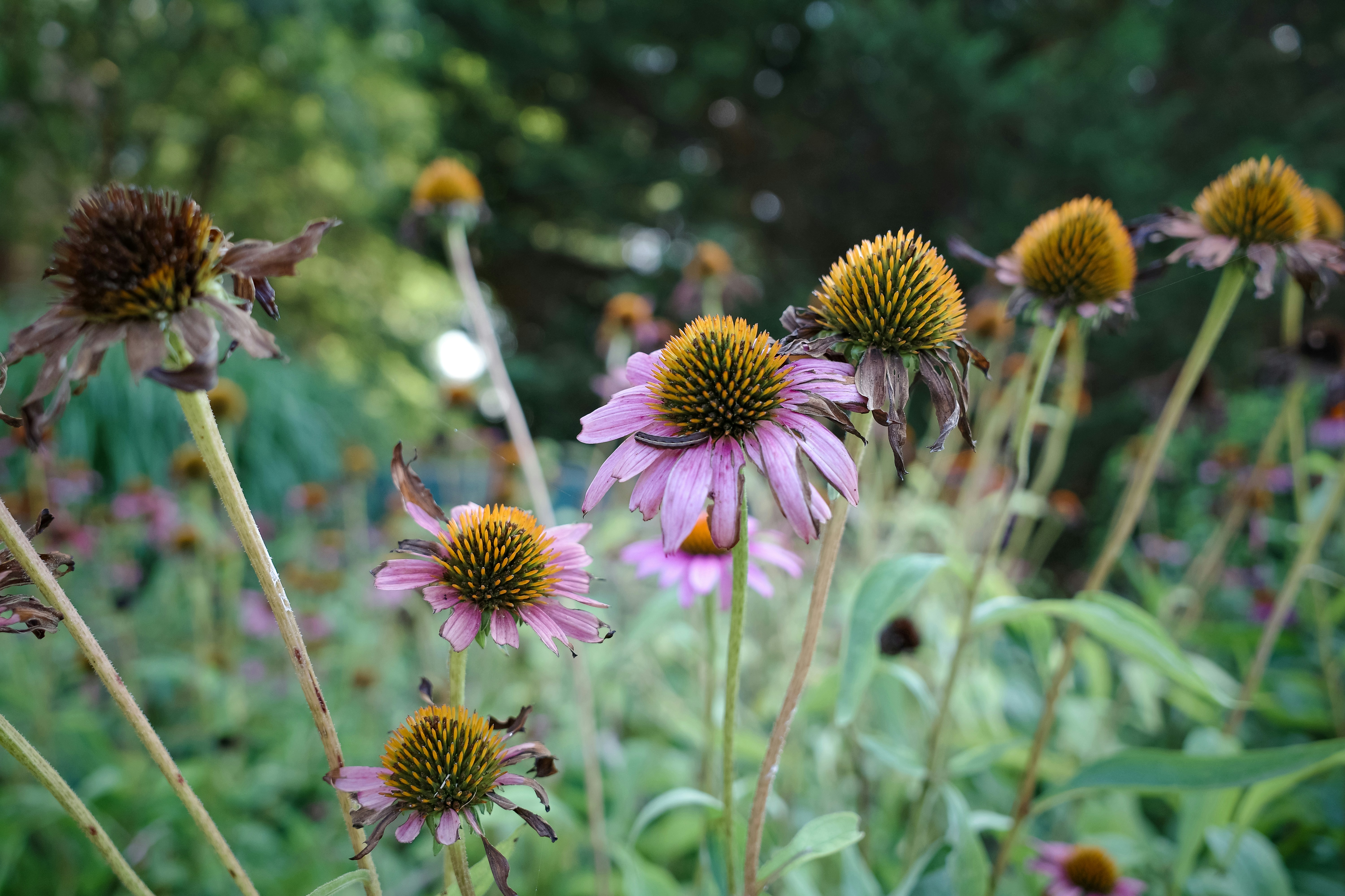 Photo by hirokonishimura