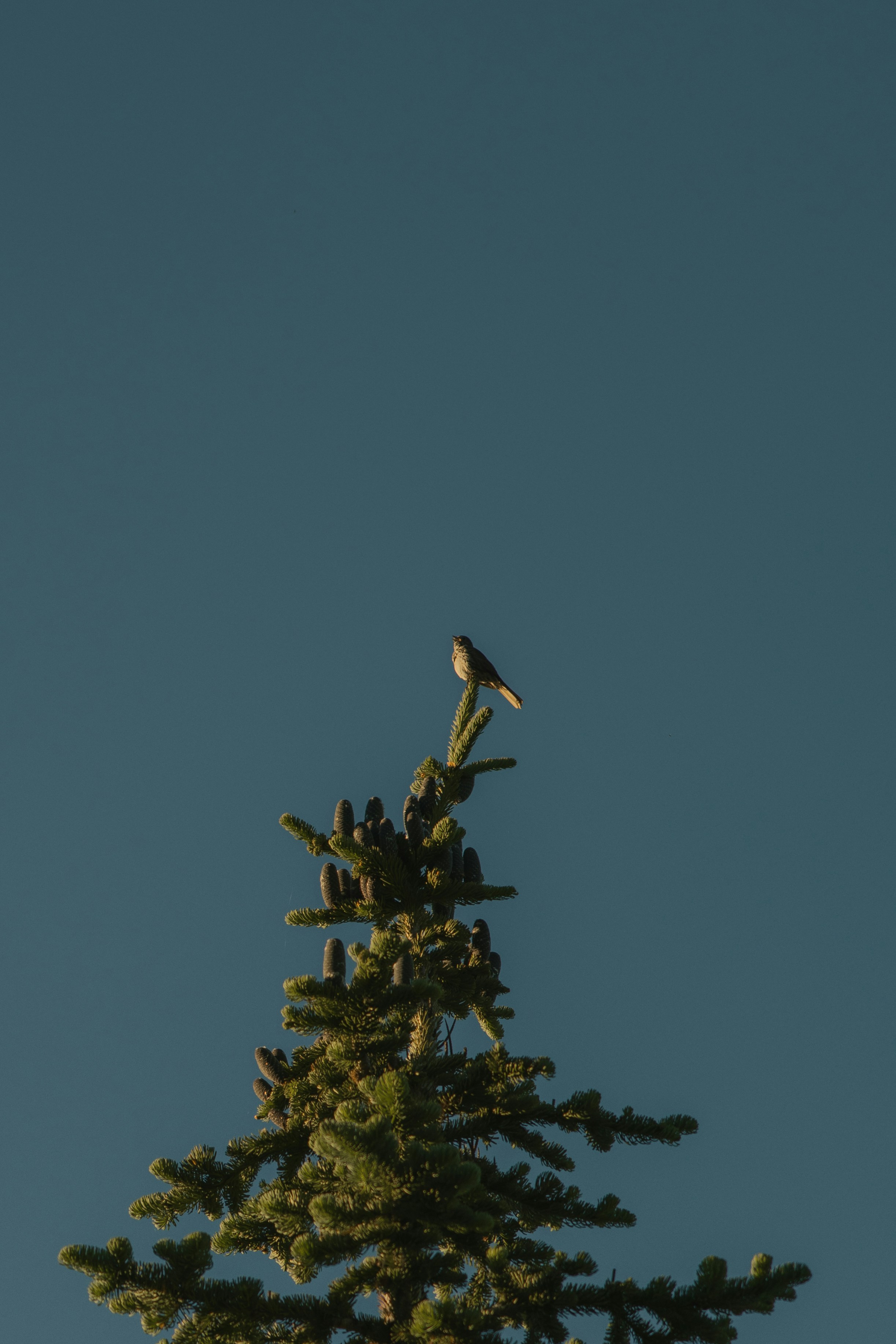A bird perched on top of a pine tree.