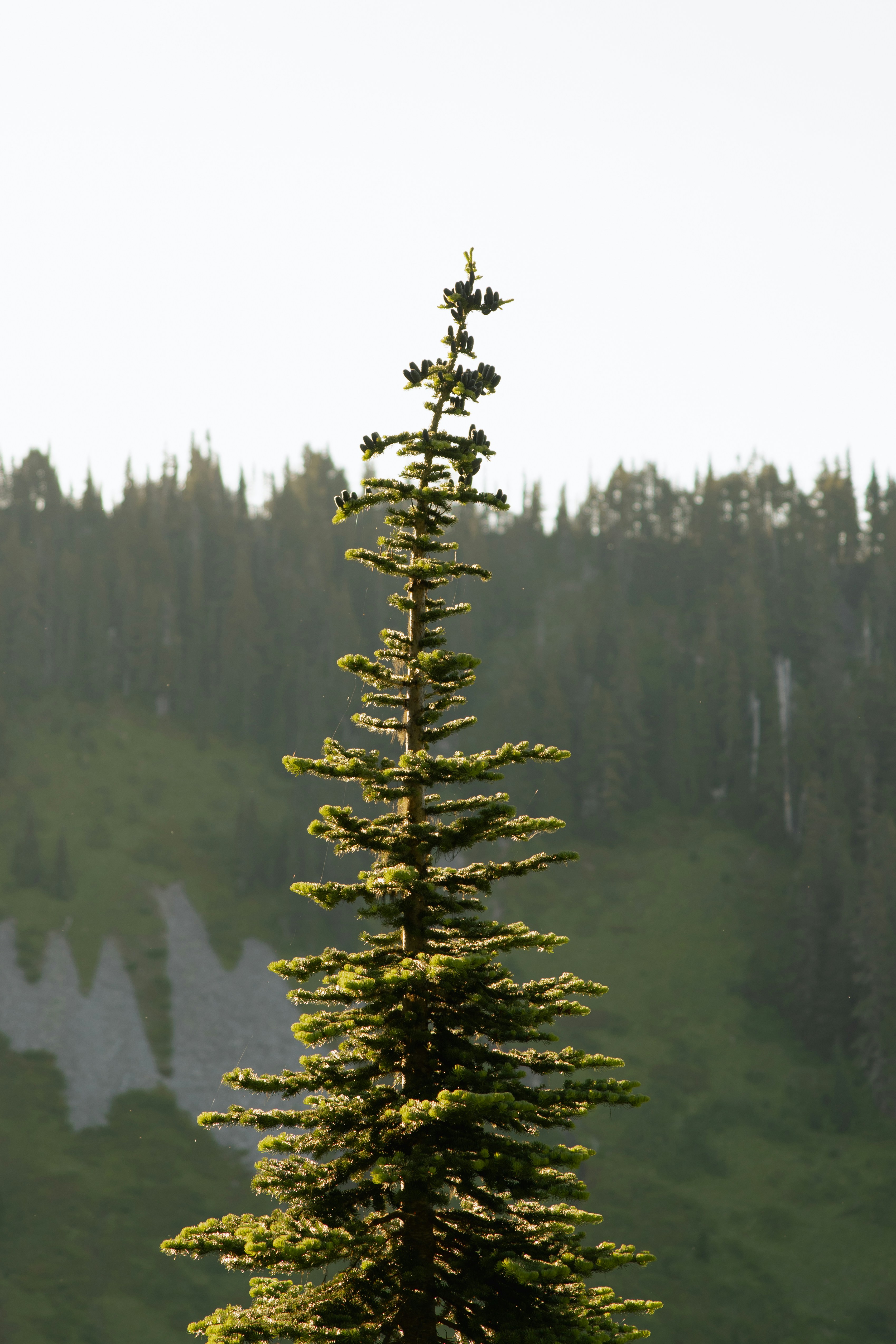 Tall evergreen tree against a forest backdrop
