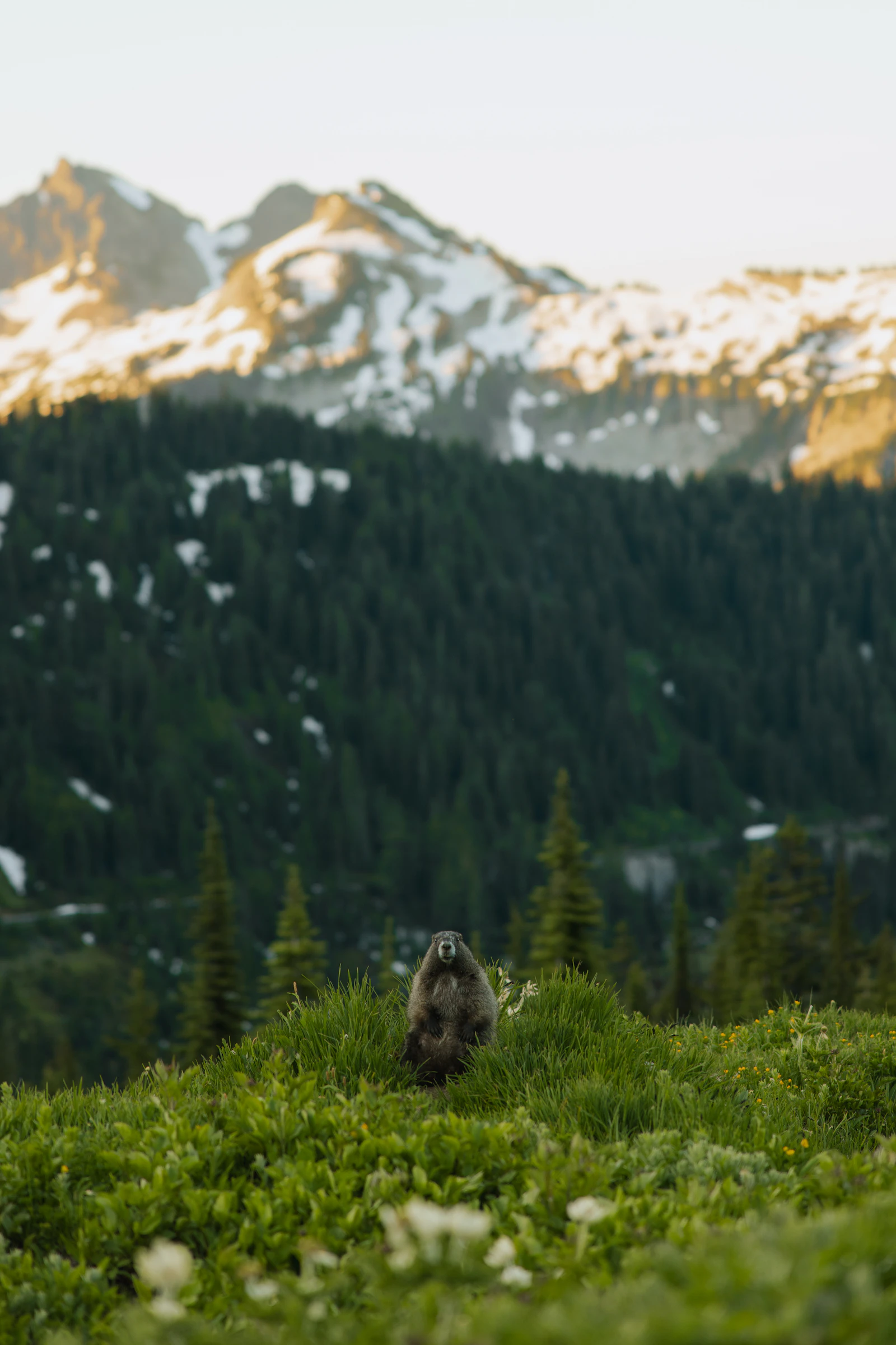 A Mountain Marmot Turns Up in San Francisco, and No One Knows Whose Car It Rode In