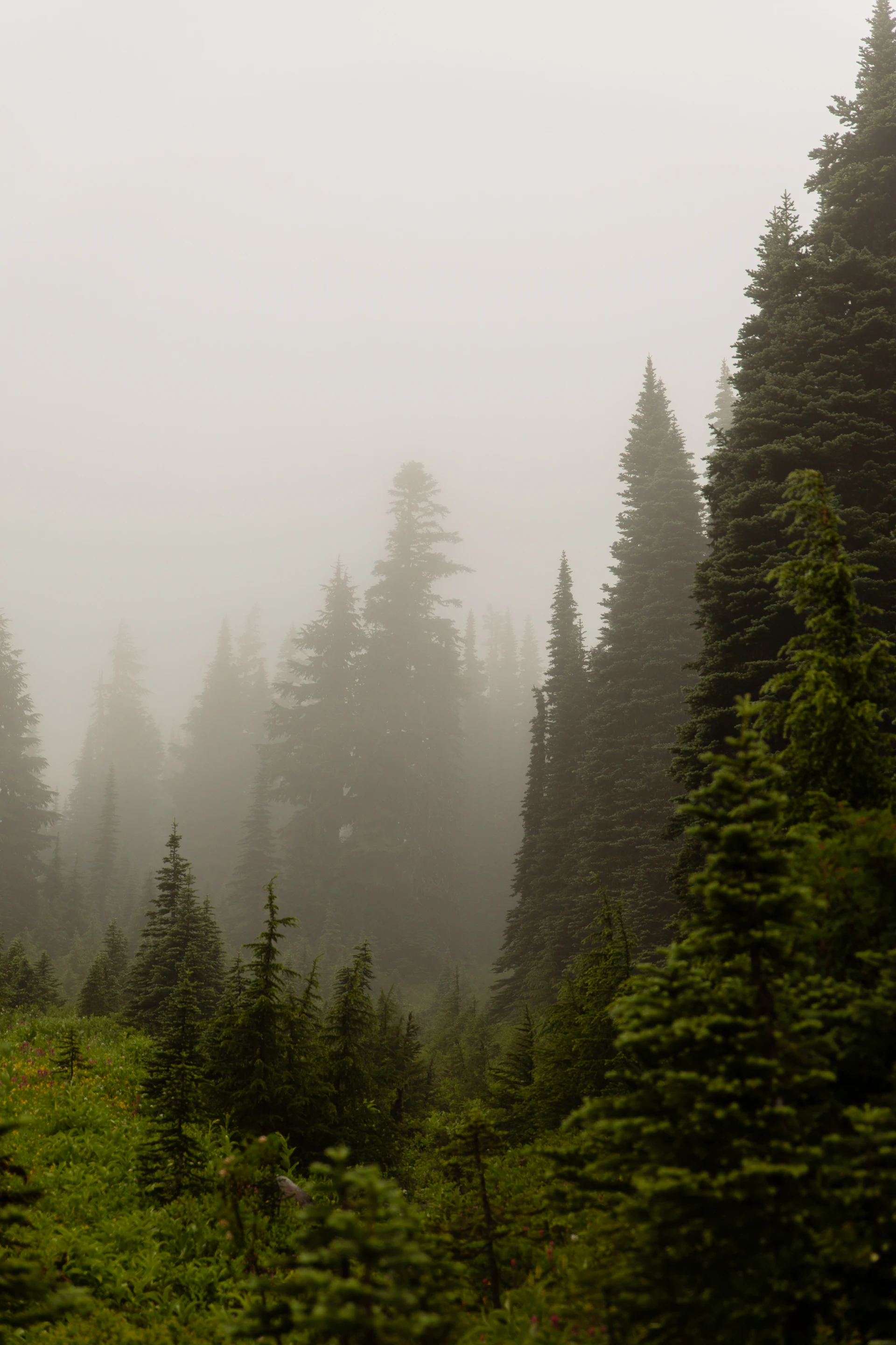 Misty evergreen forest in the Pacific Northwest at dawn