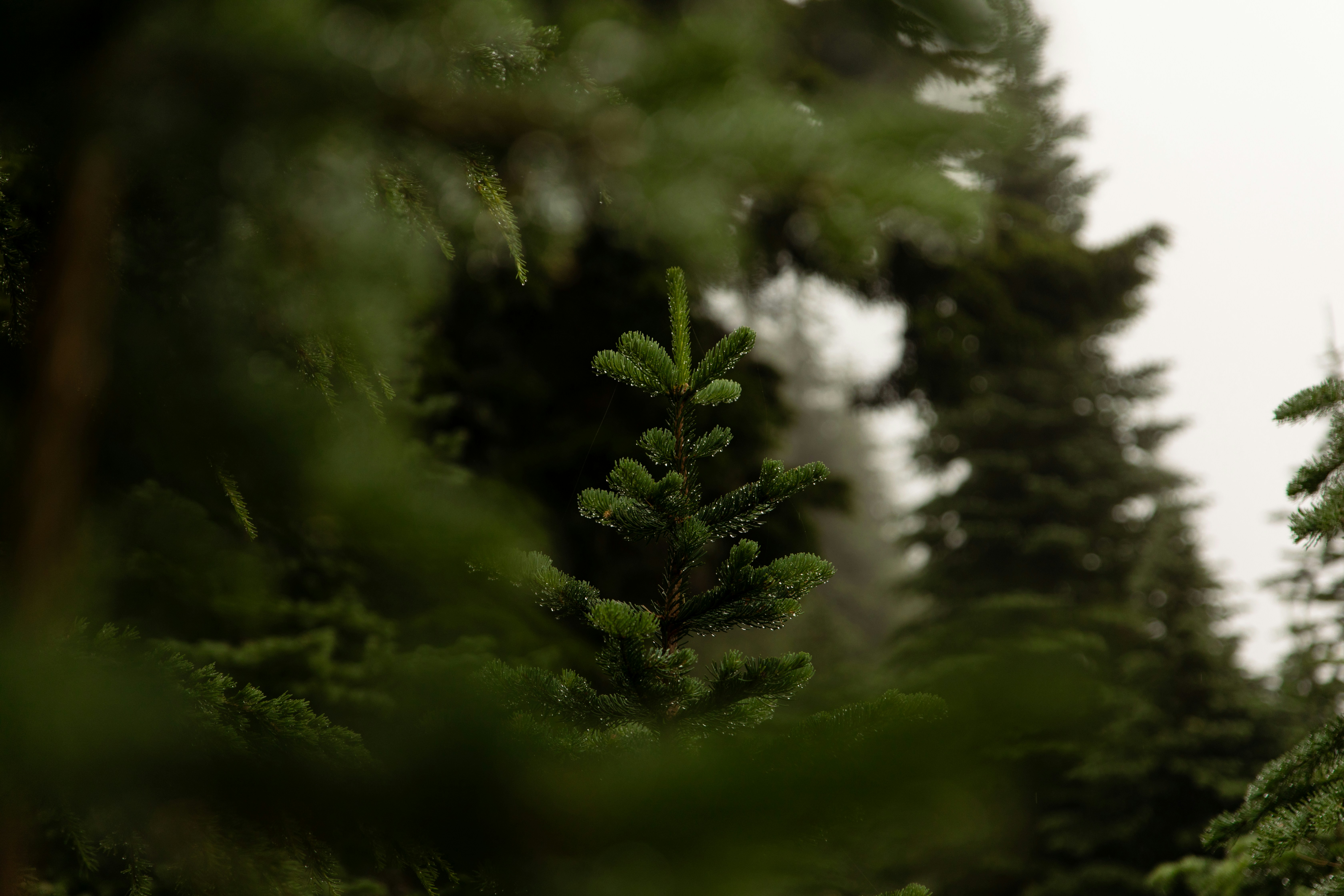 Comprehending superfake handbags: Your Comprehensive Manual regarding this Luxury Counterfeit Market