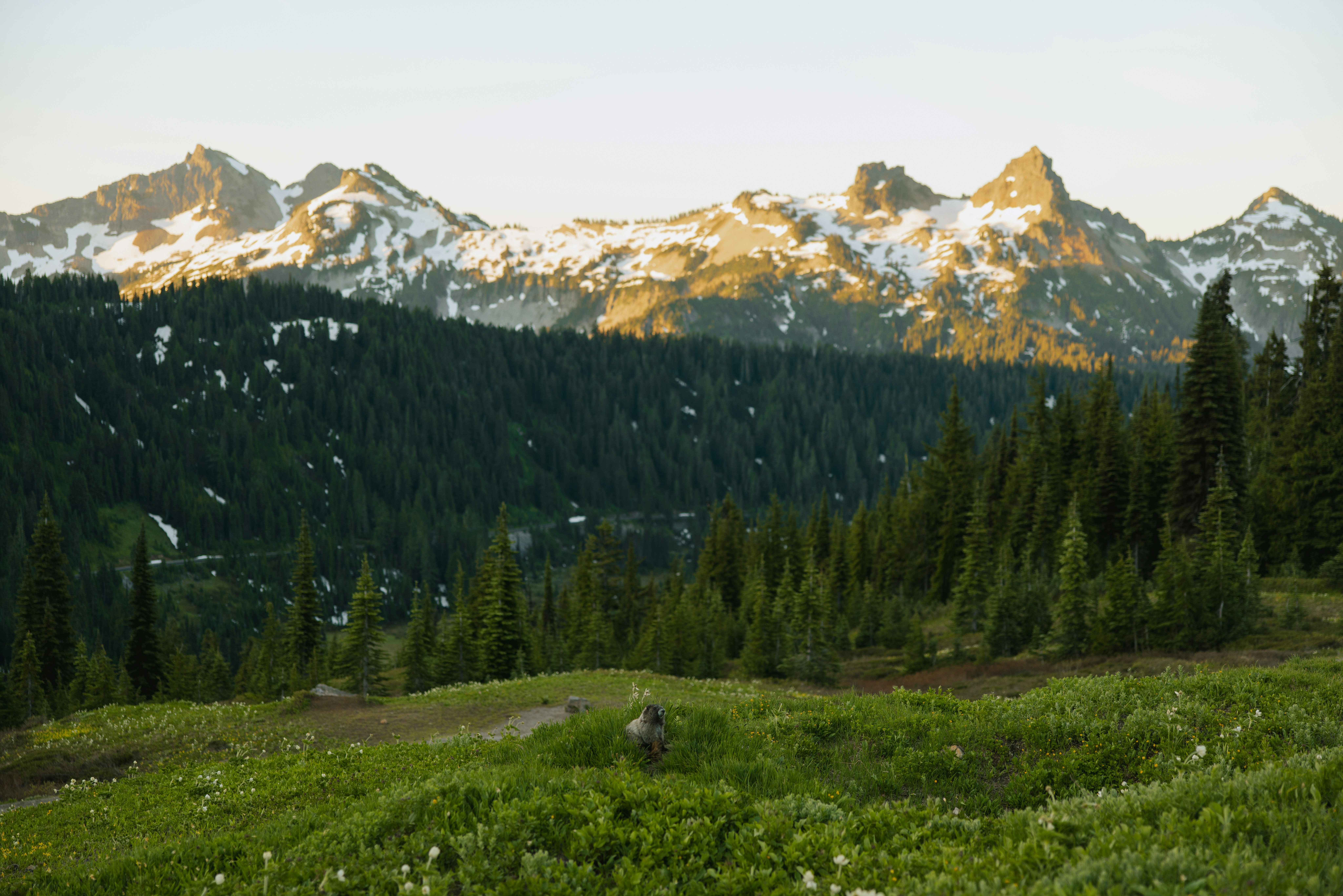 Snow-capped mountains behind a lush green forest