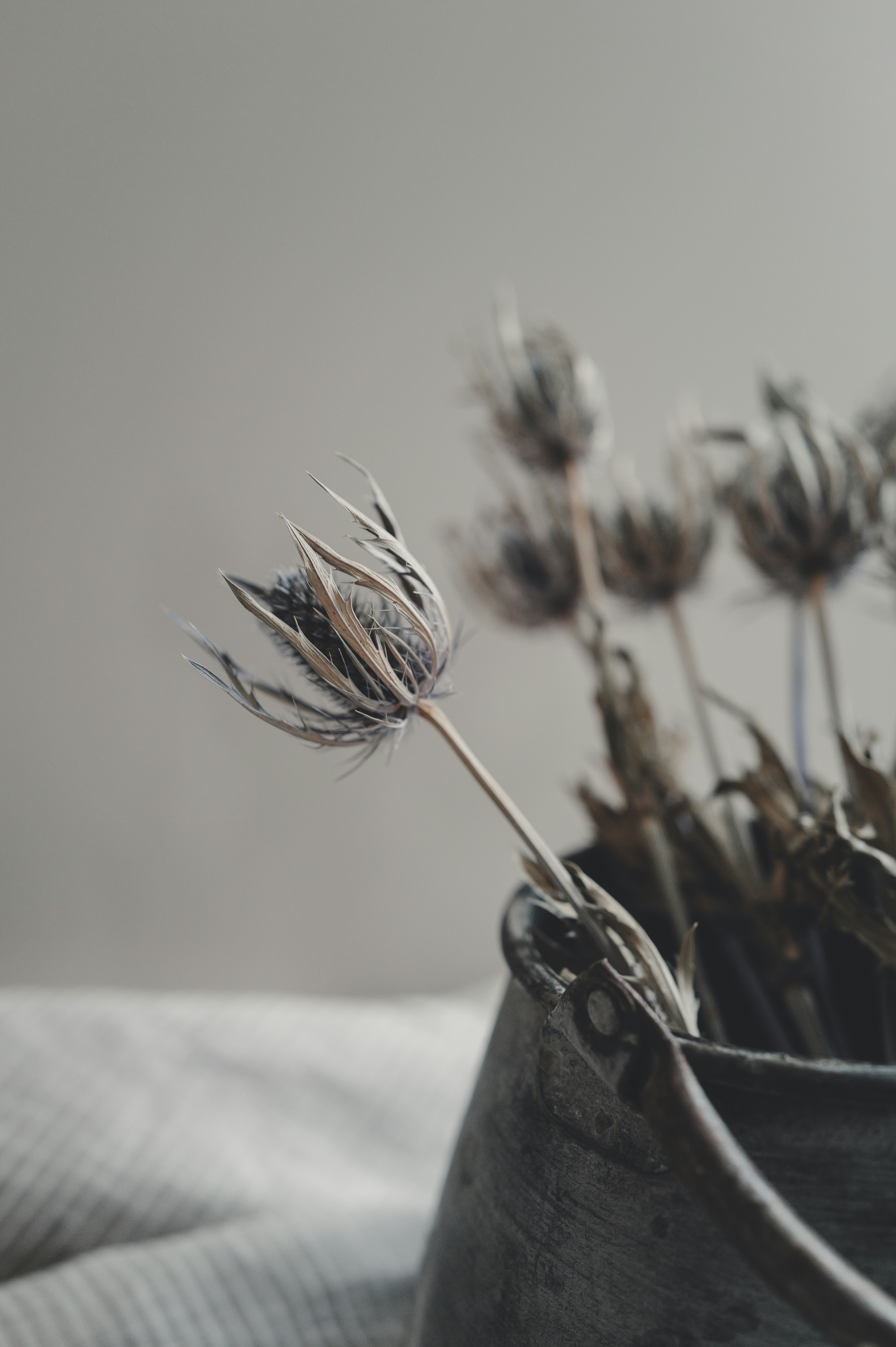 Dried thistle flowers in a rustic metal bucket