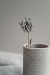 Dried thistle flower in a textured vase
