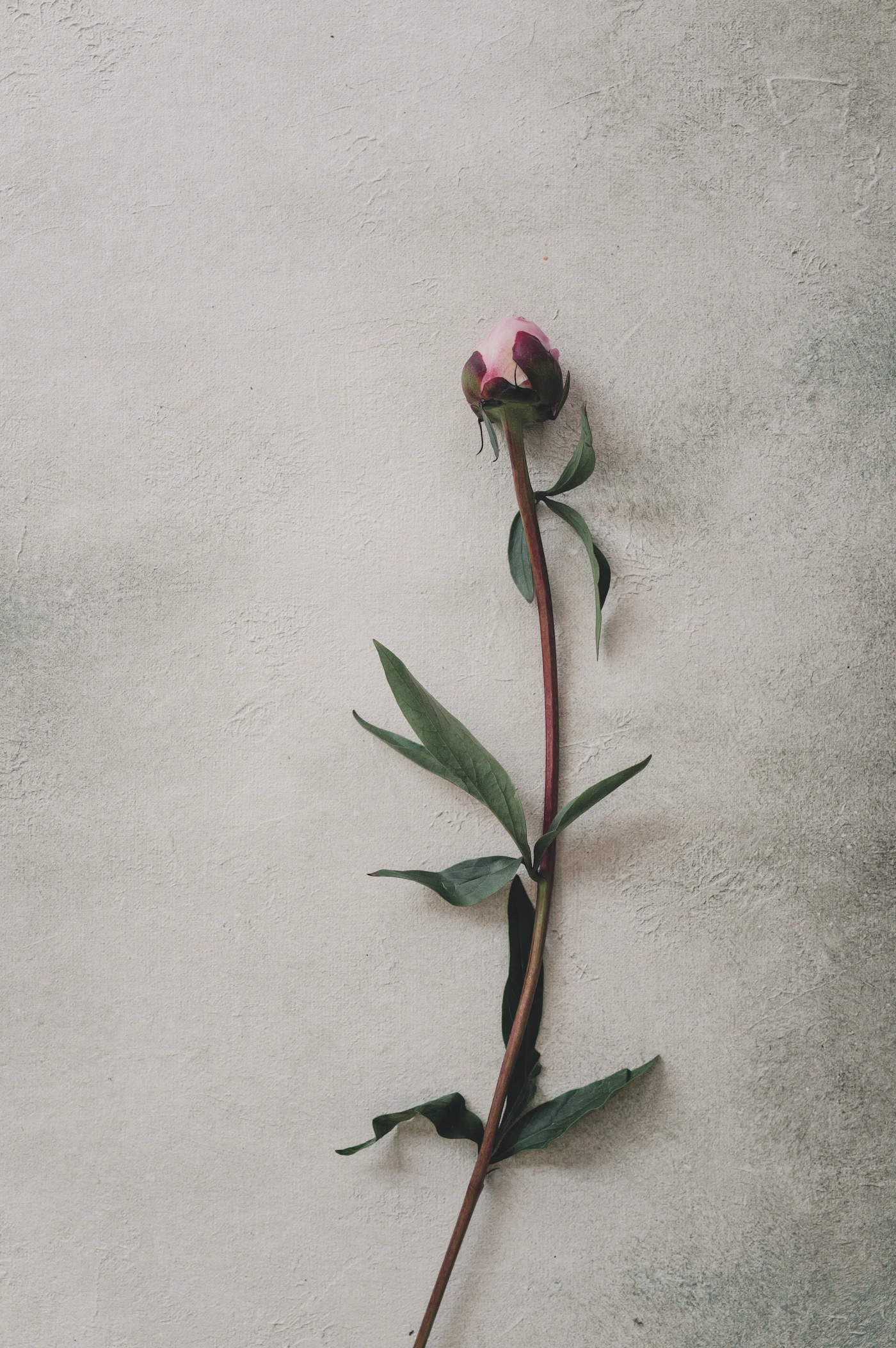 Single closed pink peony bud with the green sepals and bud shape clearly visible