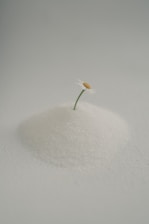 A single daisy emerges from a pile of white powder.