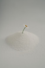 A single daisy emerges from a pile of white powder.
