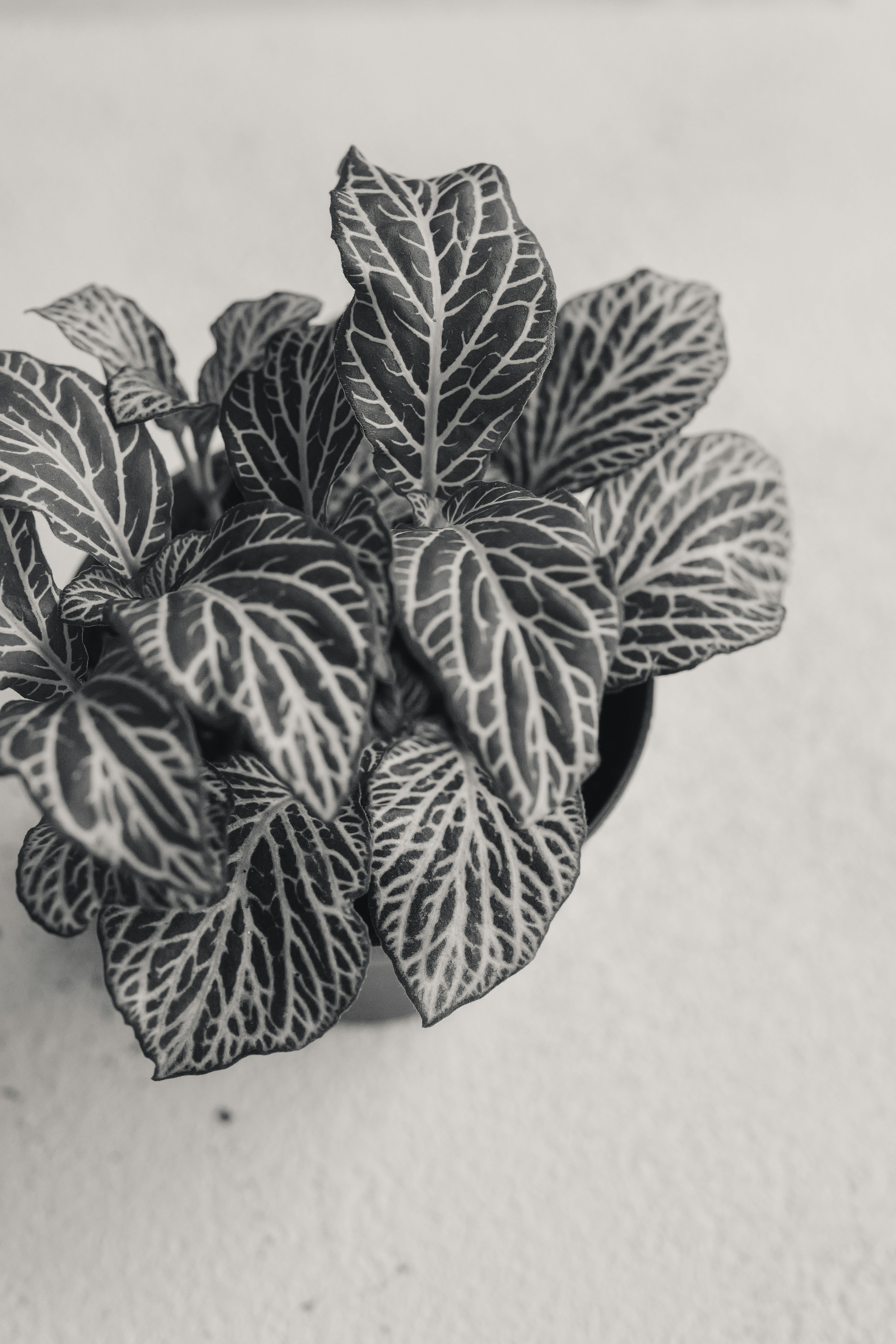 Fotomural Close-up of a potted plant with striking leaf patterns
