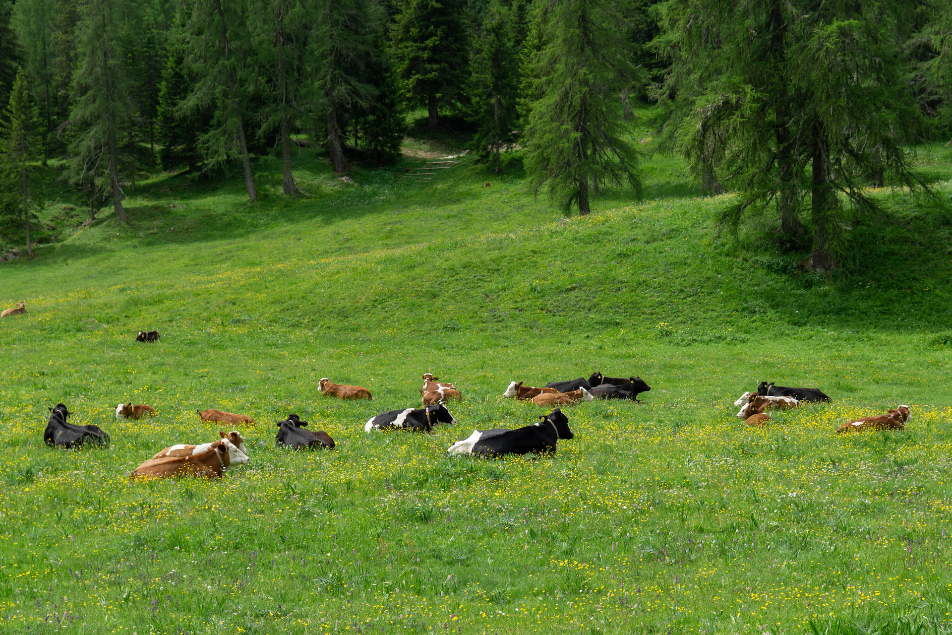Cows resting in a green grassy field