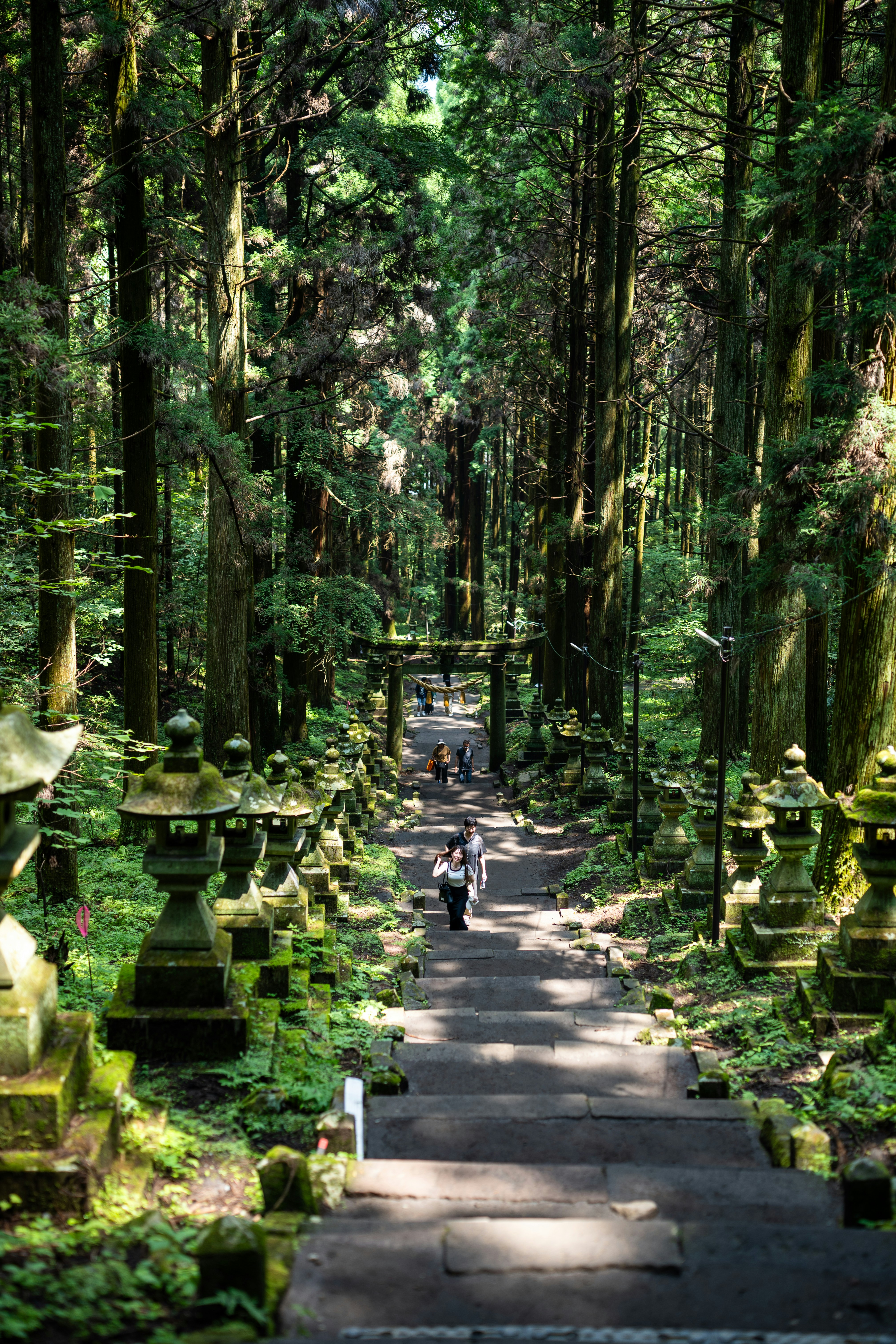 Stone lanterns line a forest path leading to a shrine.