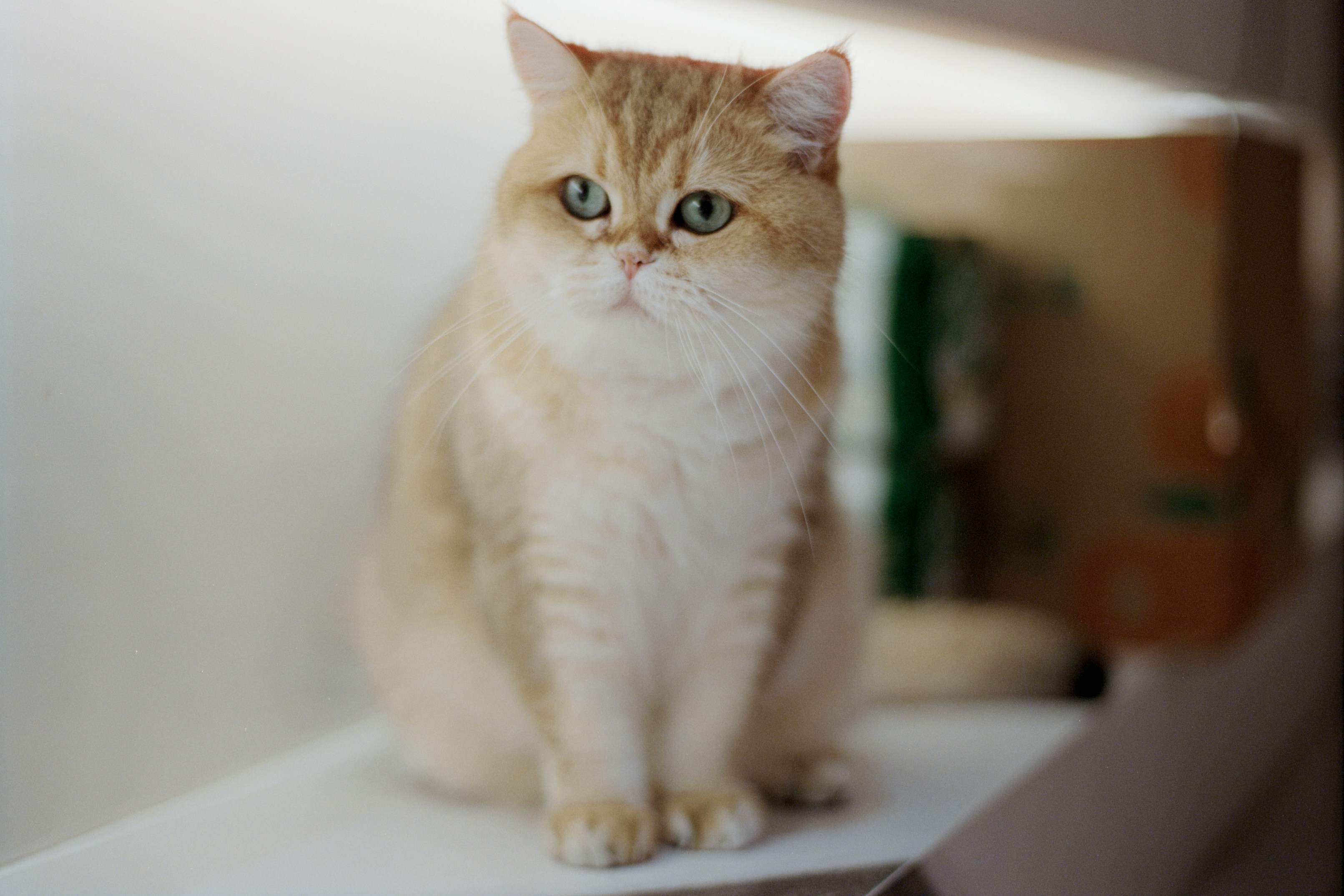 Cover Image of the Post