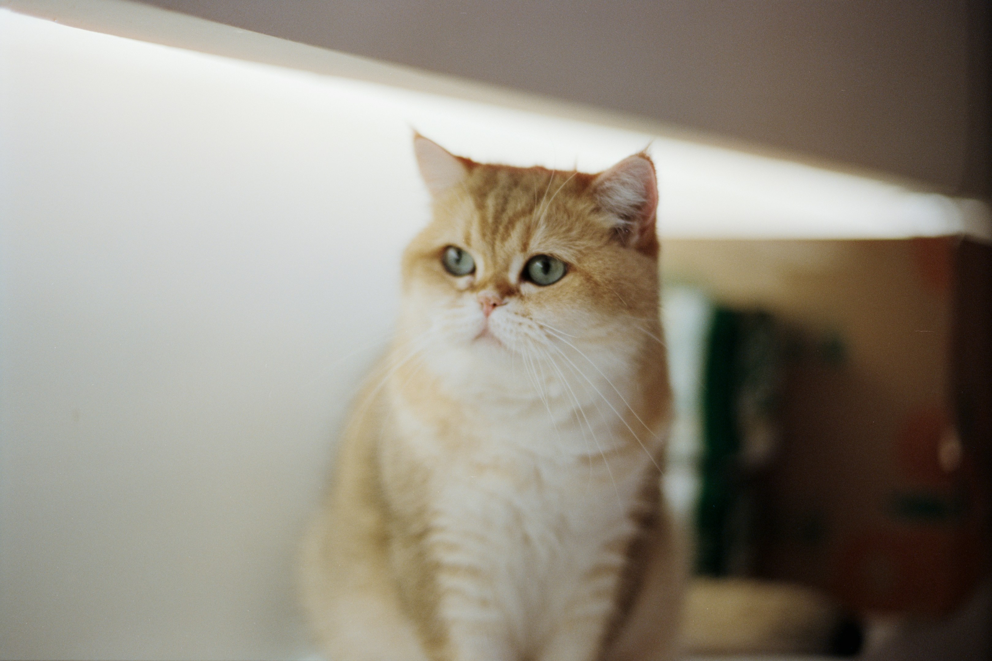 Photo by zhenyao_photo