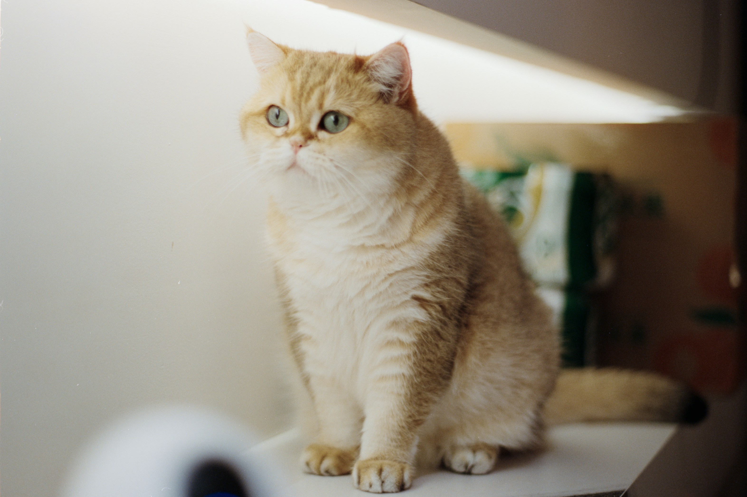 Photo by zhenyao_photo