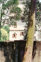 Old building with windows and shutters behind trees