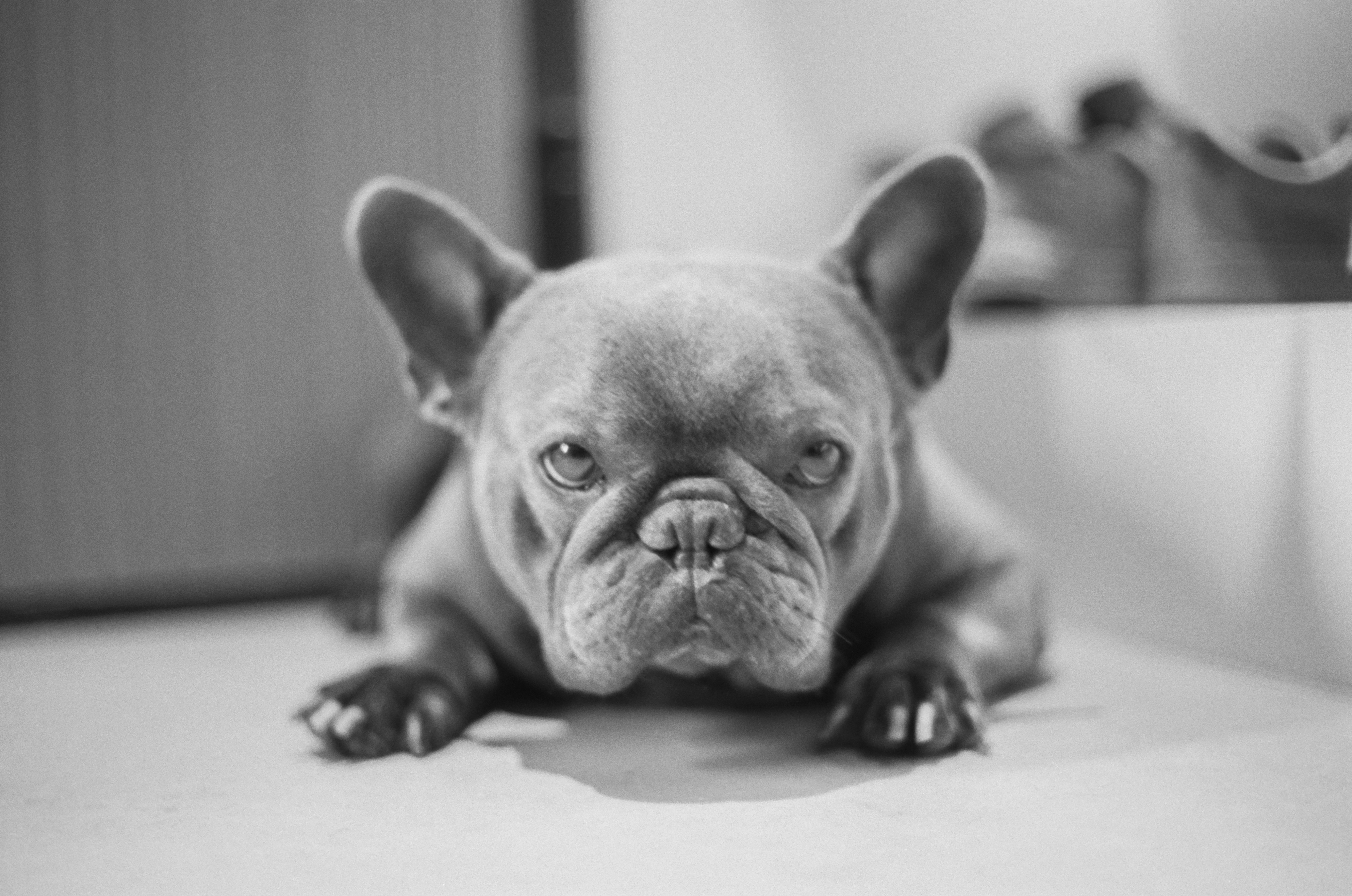 French Bulldog lying on a low-profile bed indoors