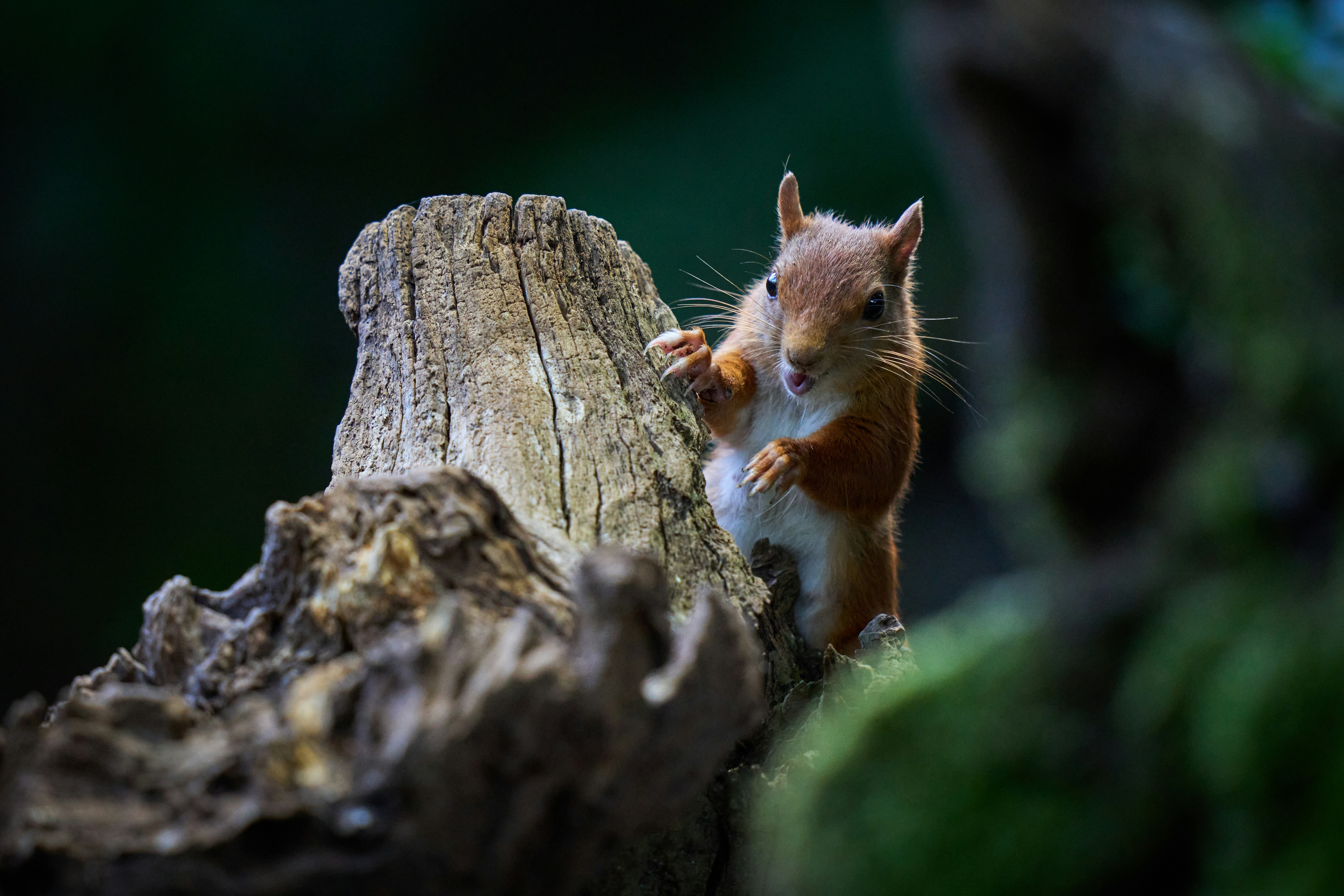 A red squirrel sits on a mossy log.