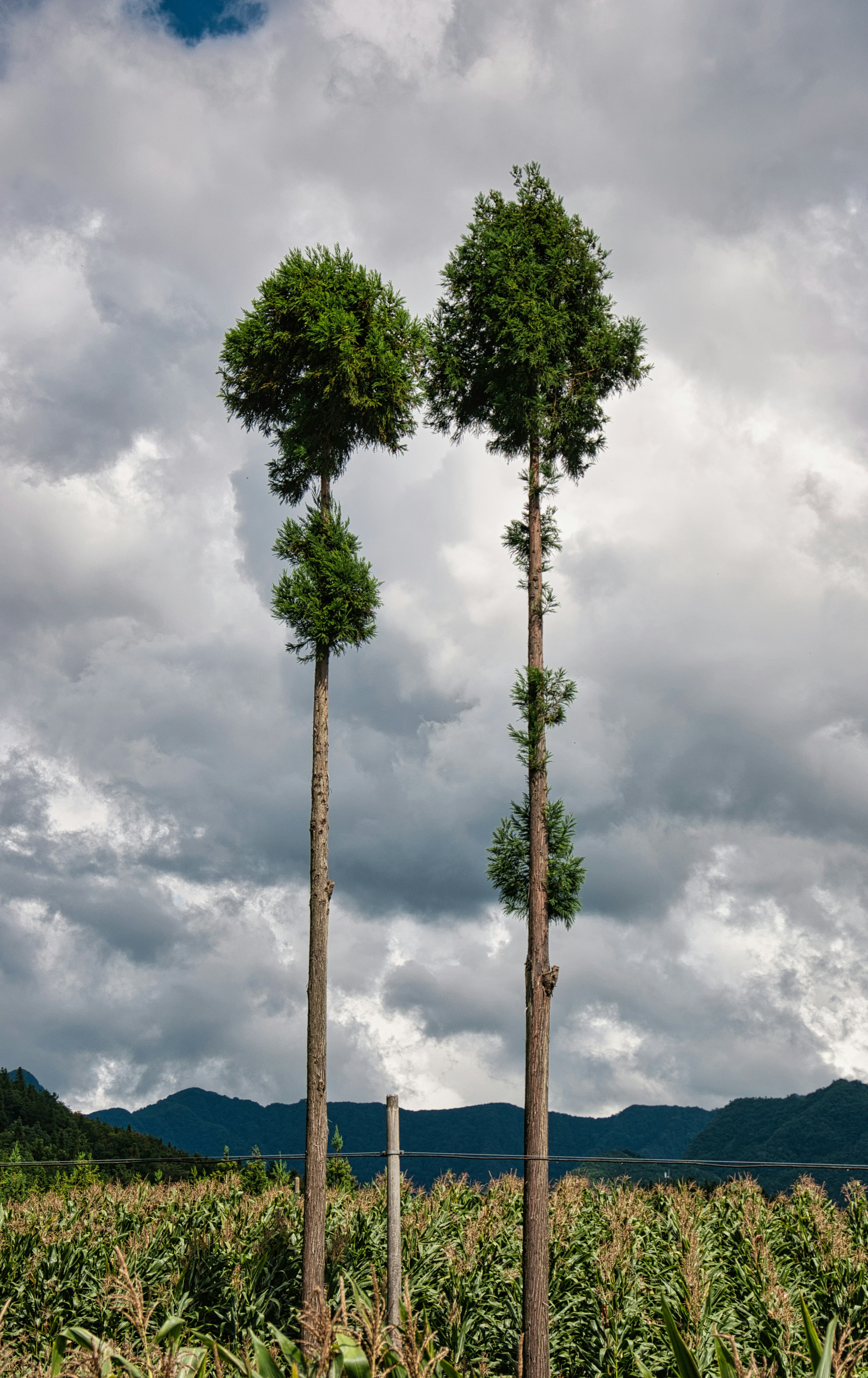 Two tall trees stand over a cornfield under clouds