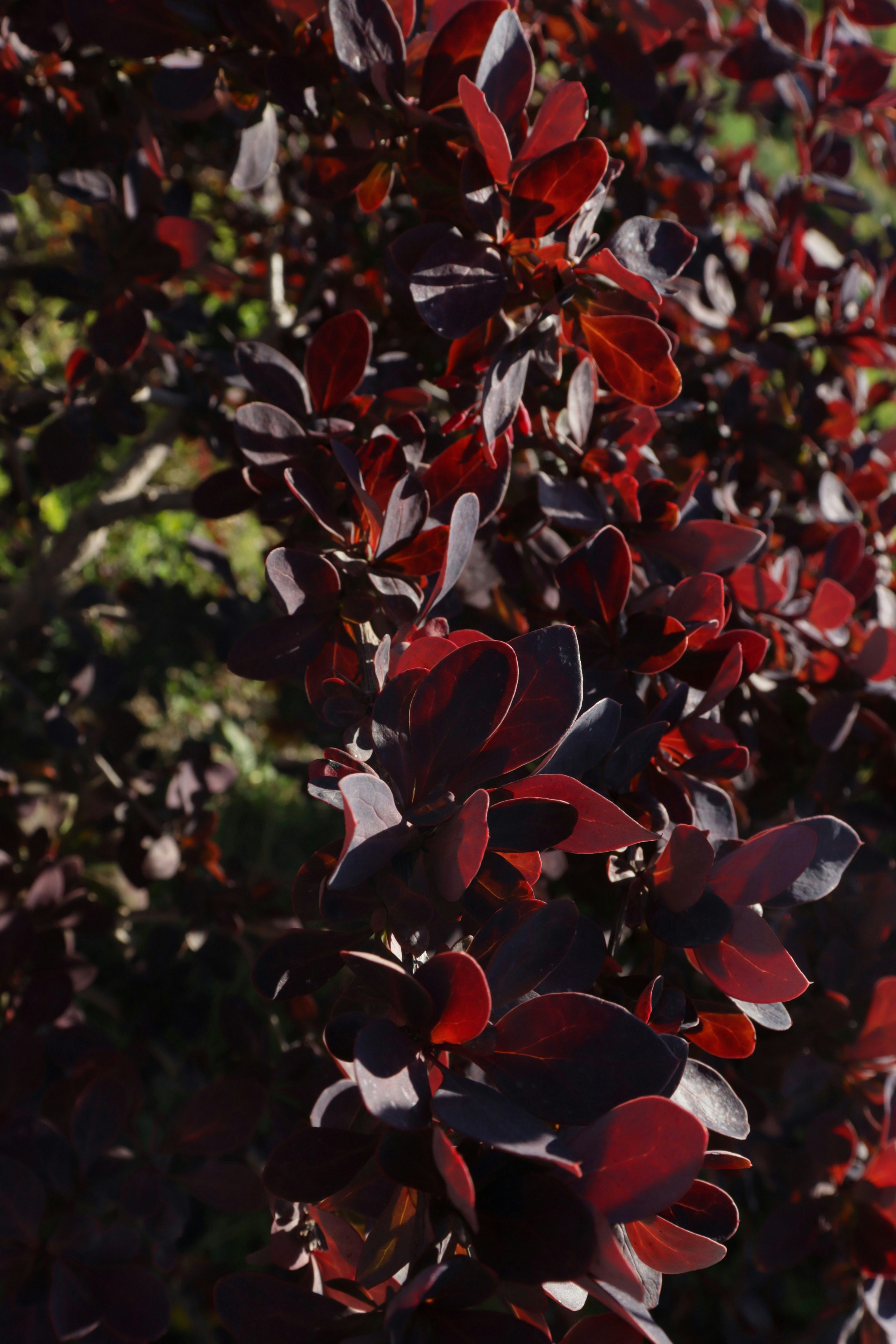 Hojas de color rojo oscuro en un arbusto a la luz del sol