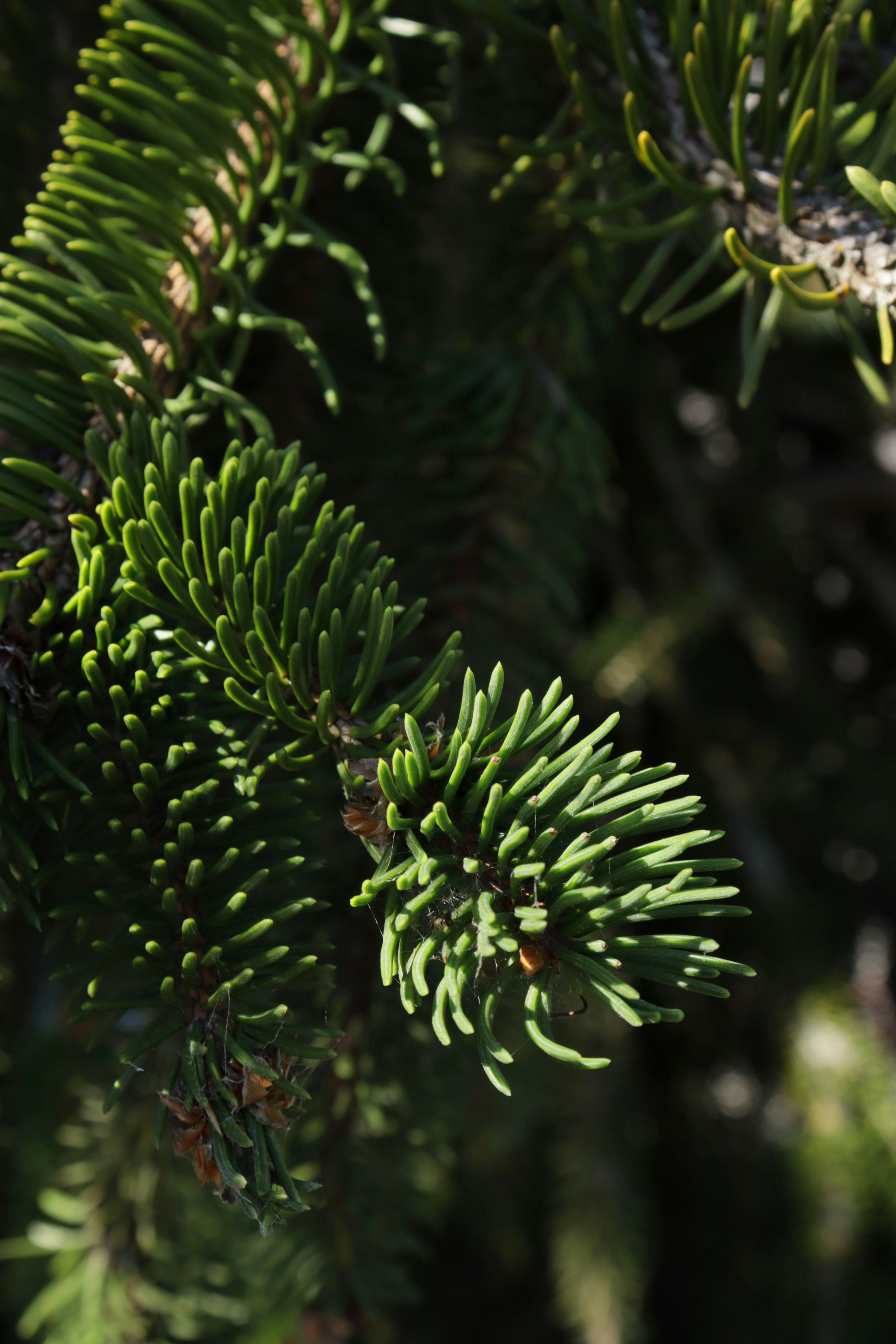 Photo by bored_mongoose