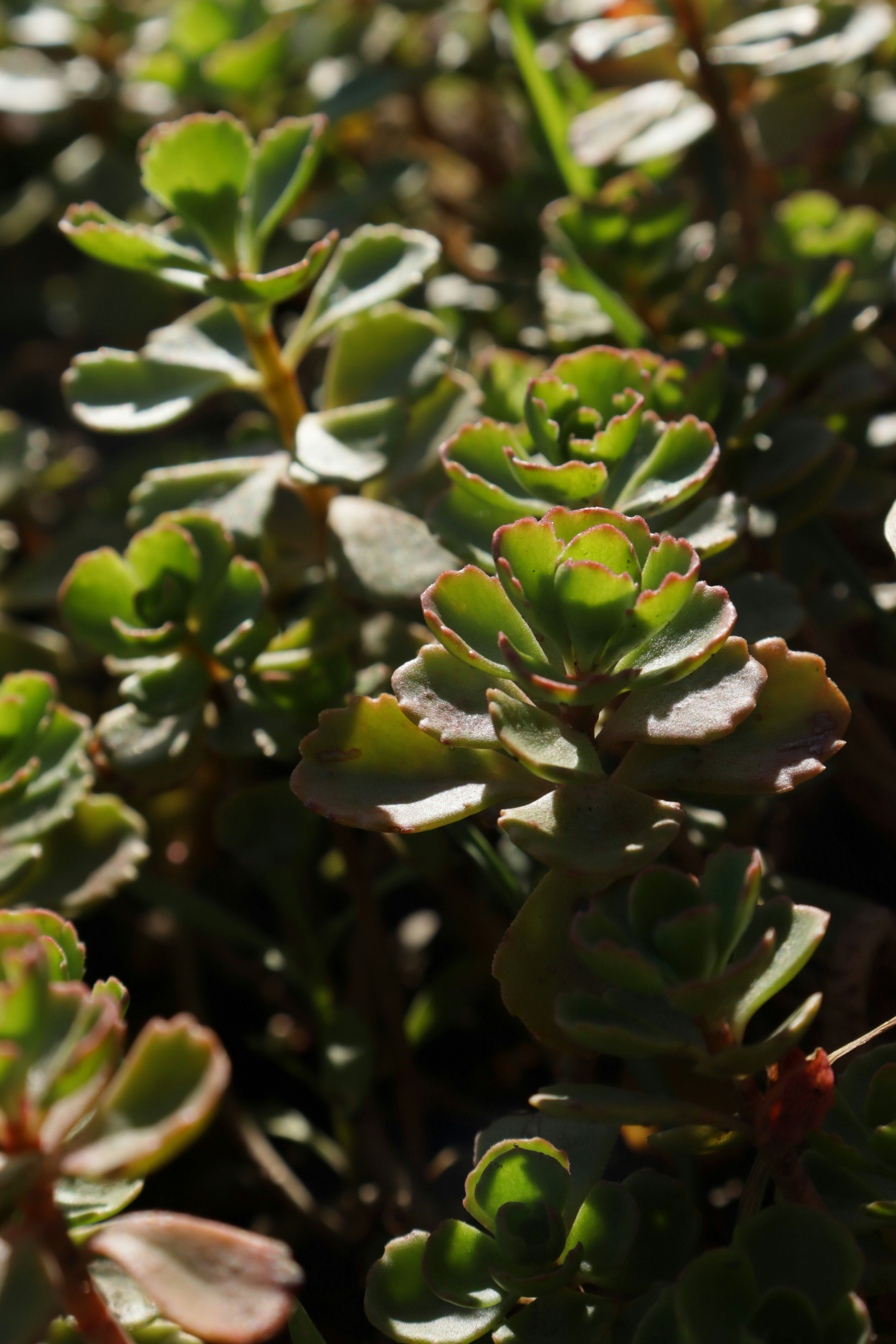 Photo by bored_mongoose