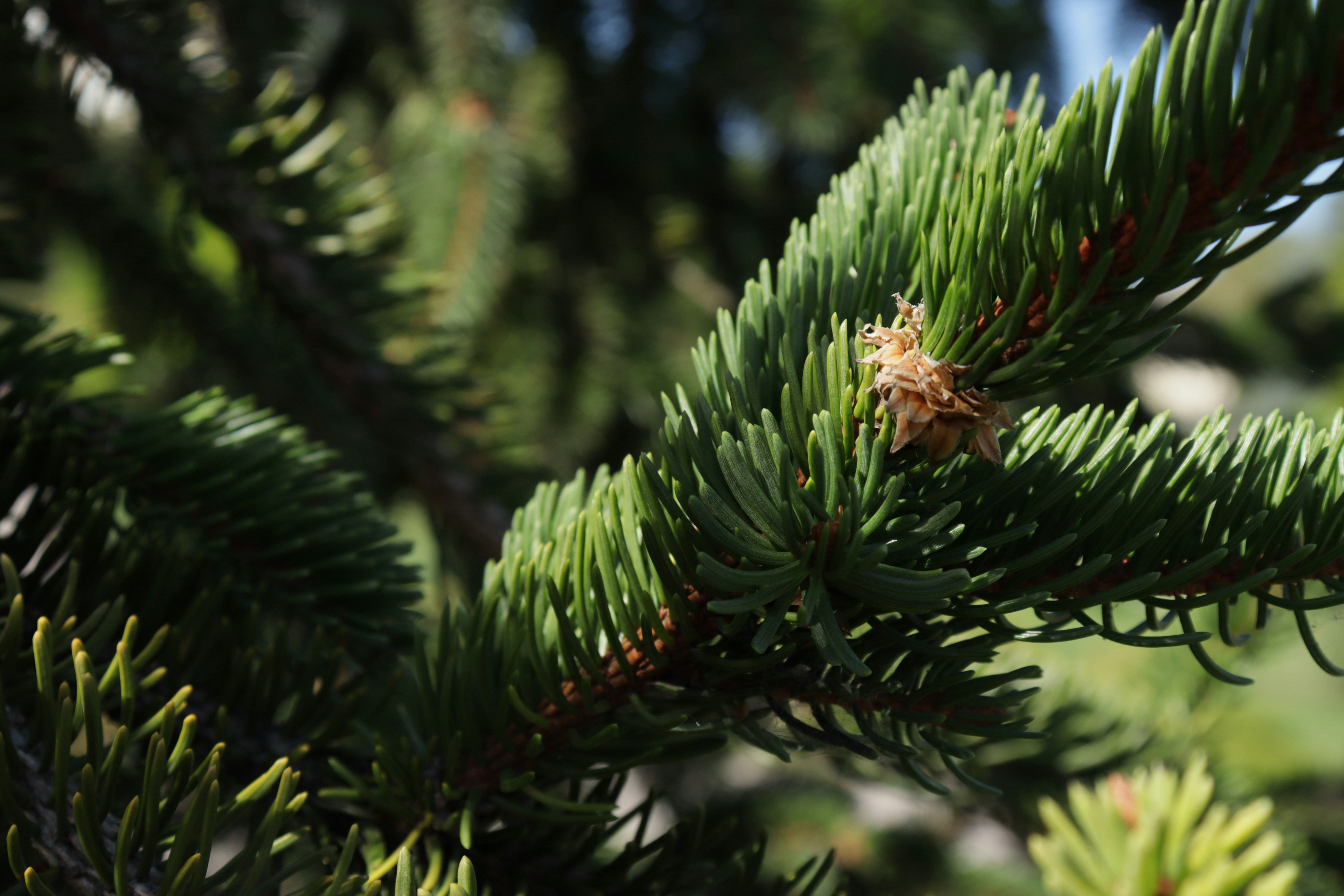 Photo by bored_mongoose