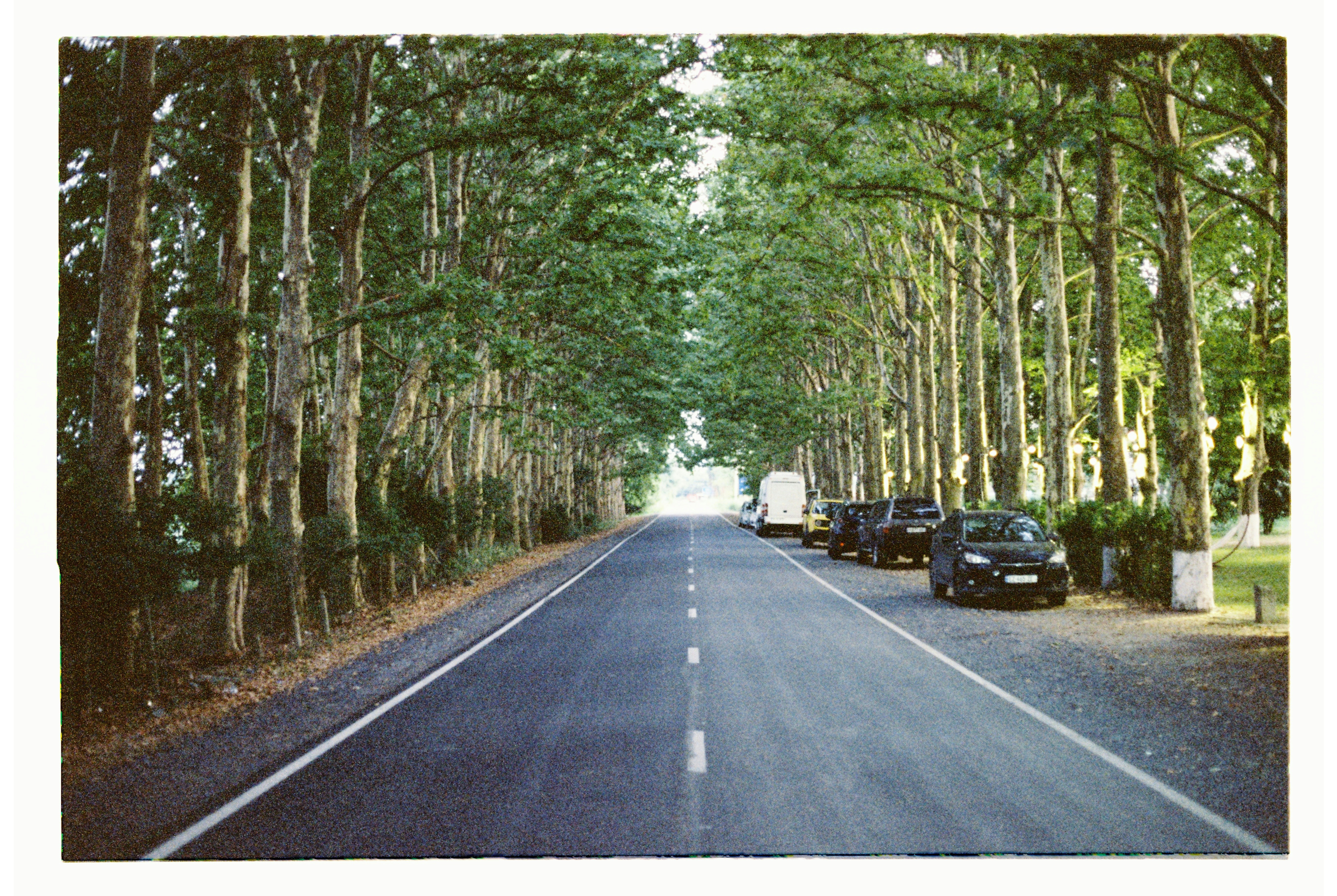 Tree-lined road with parked cars and a van