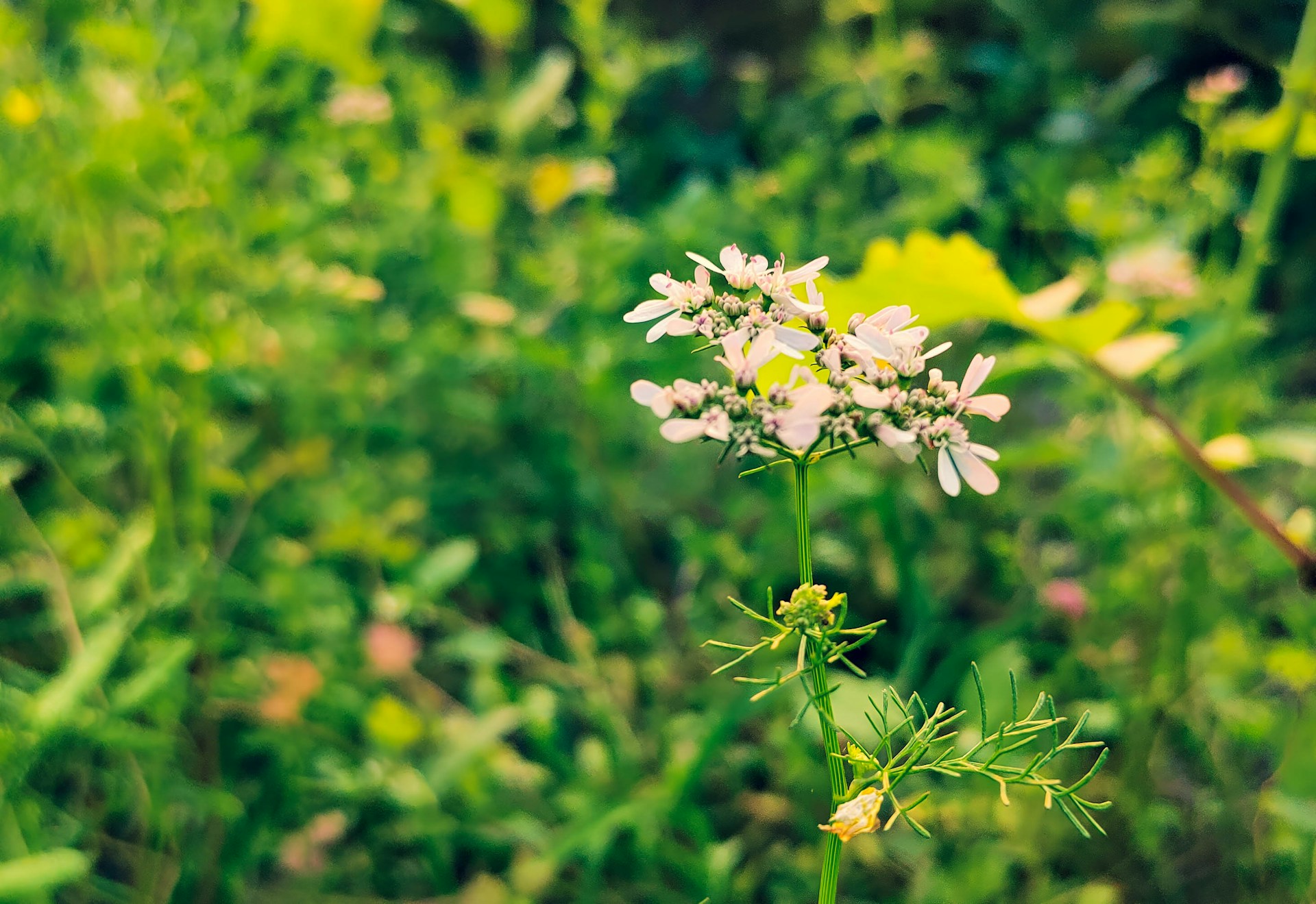Delicate white flower blooming in lush green foliage