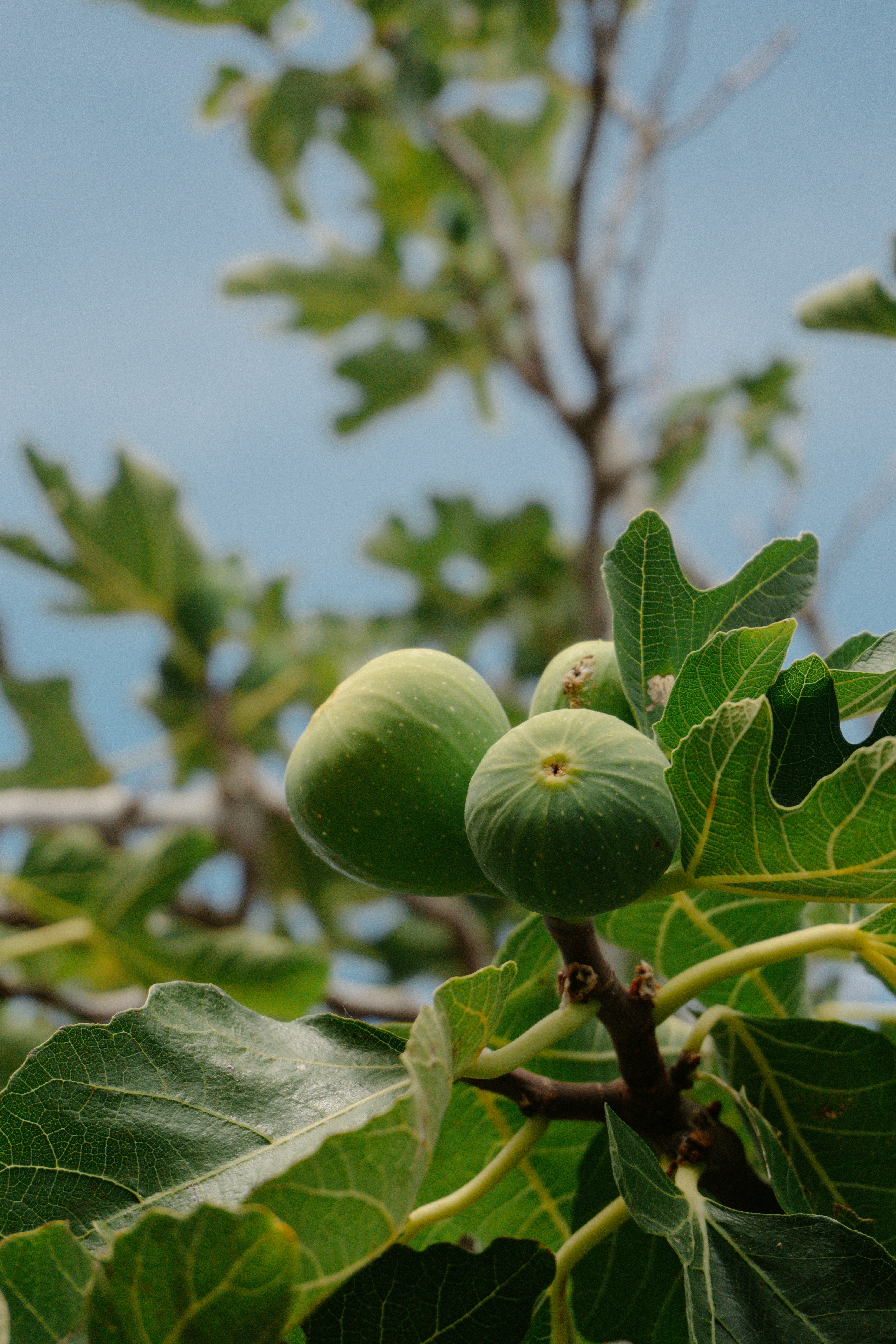 Photo by raymondpetrik