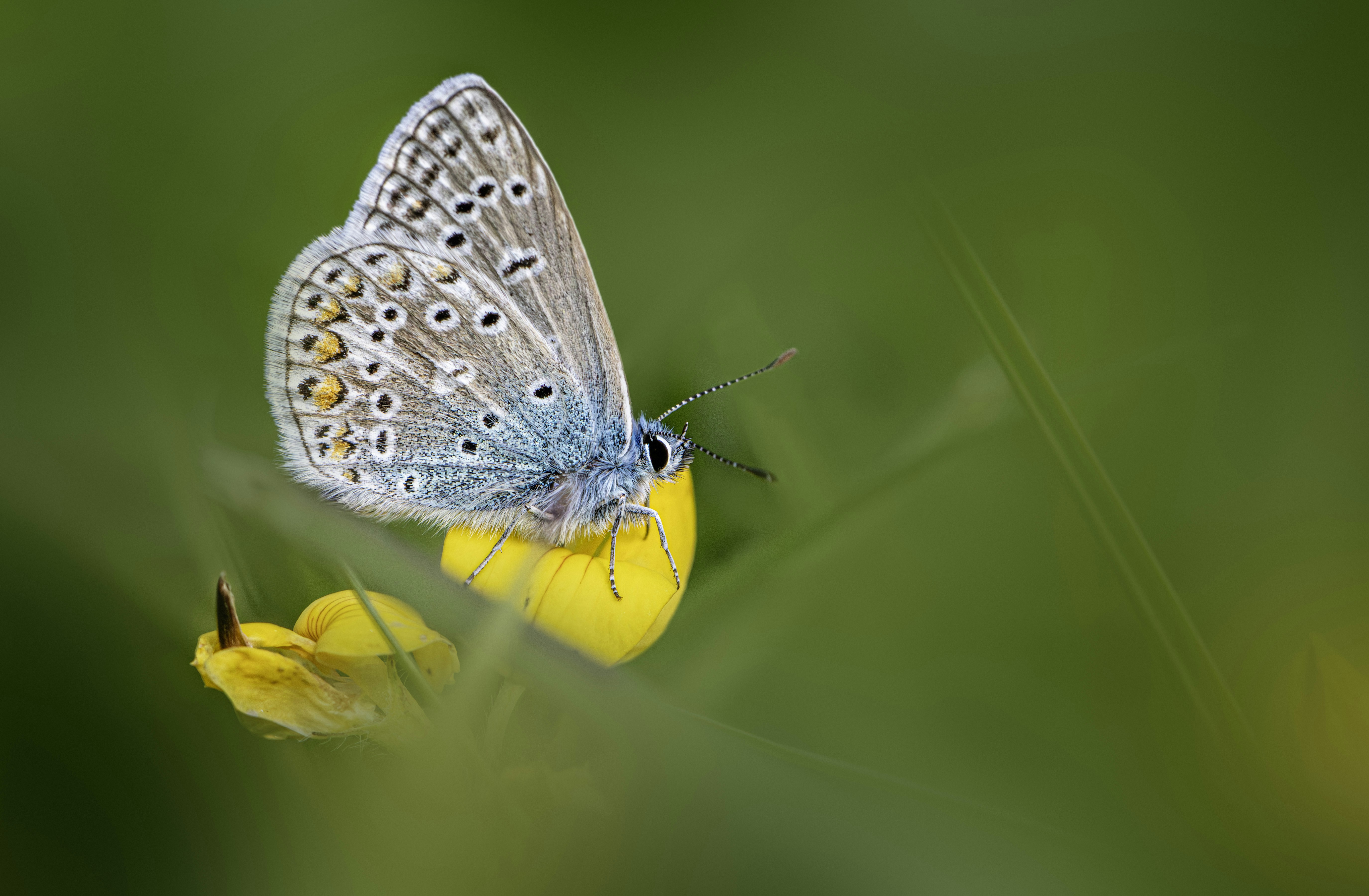 A blue butterfly rests on a yellow flower.