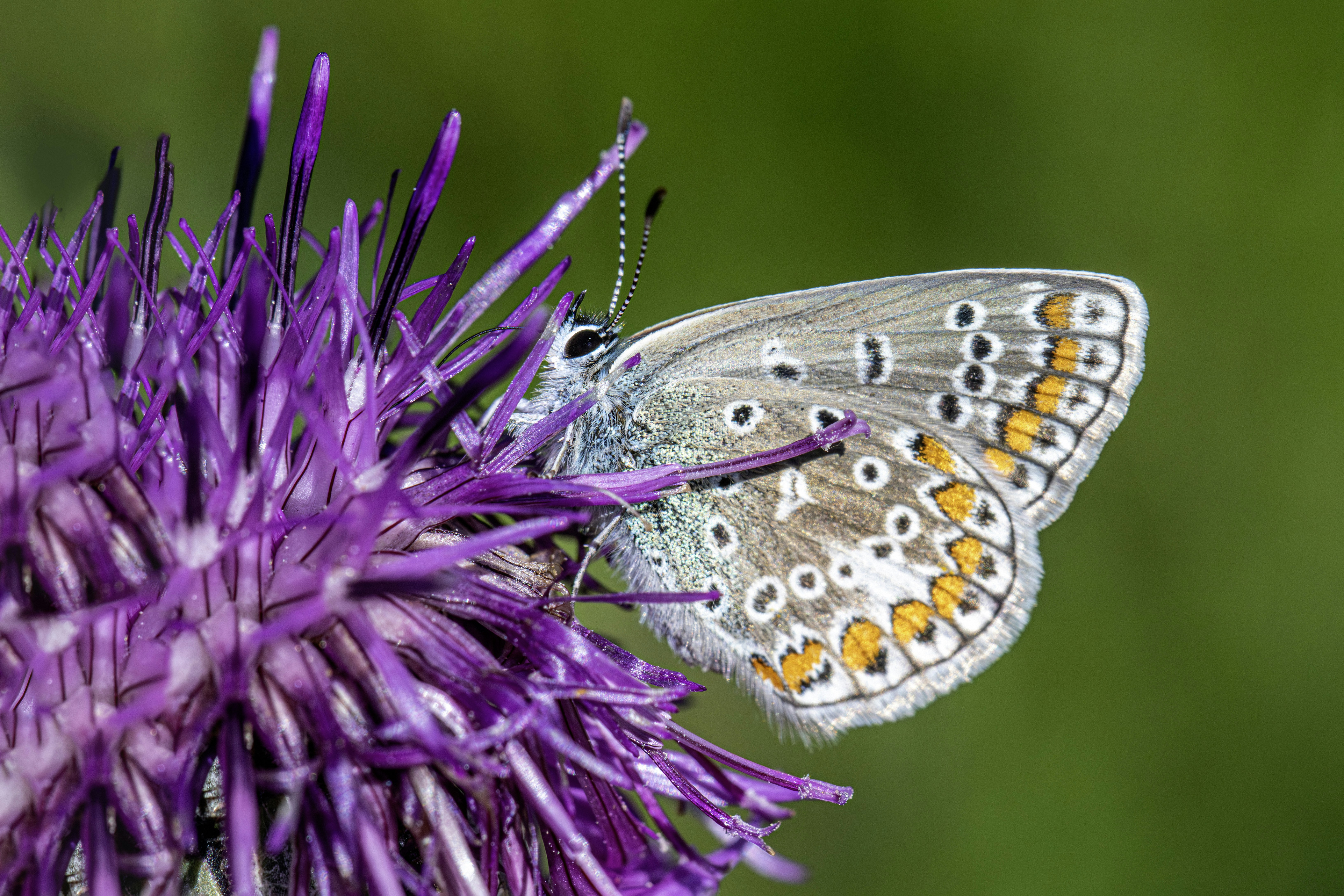 A butterfly rests on a purple thistle flower.