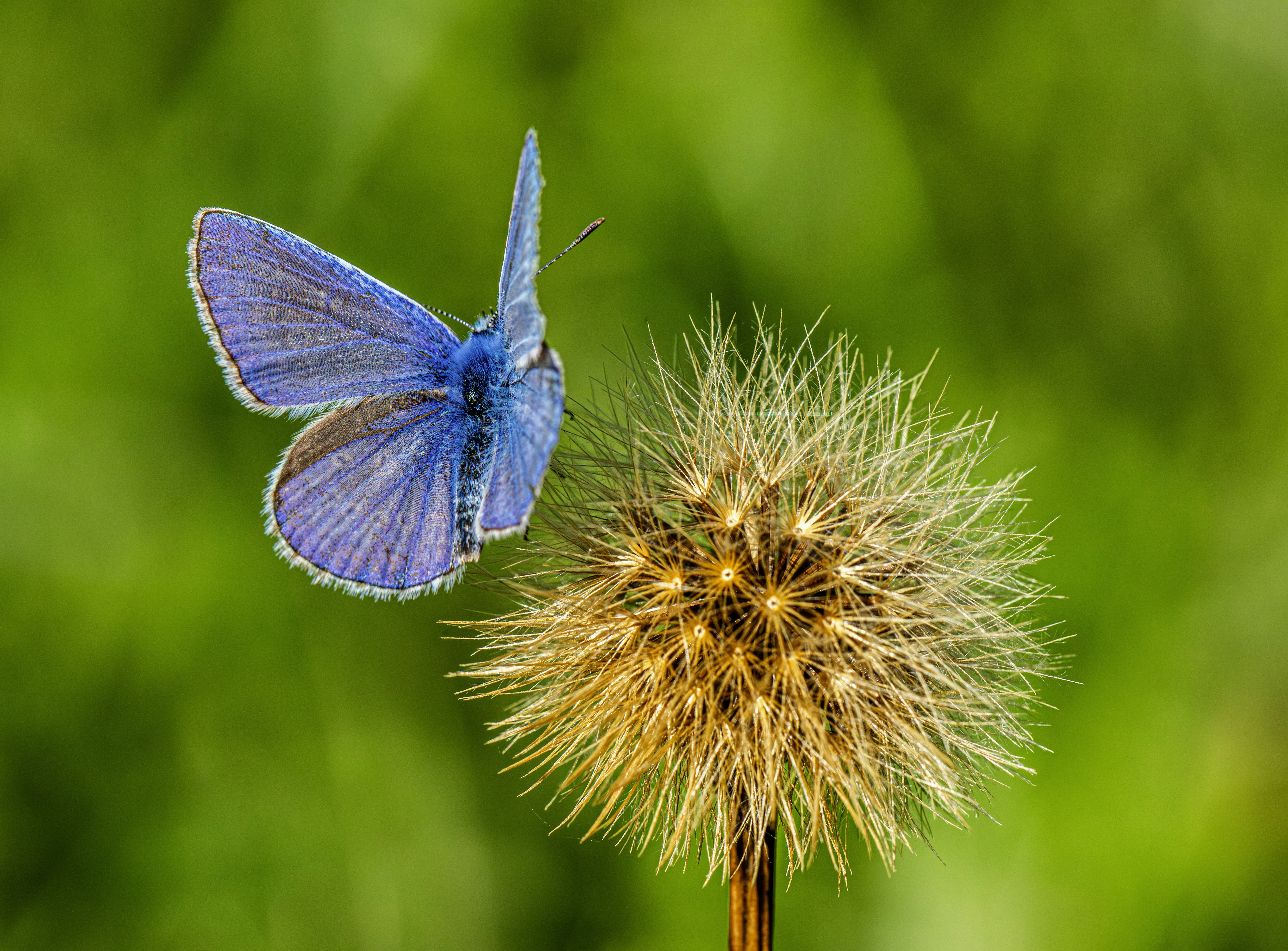 A blue butterfly rests on a dandelion seed head.