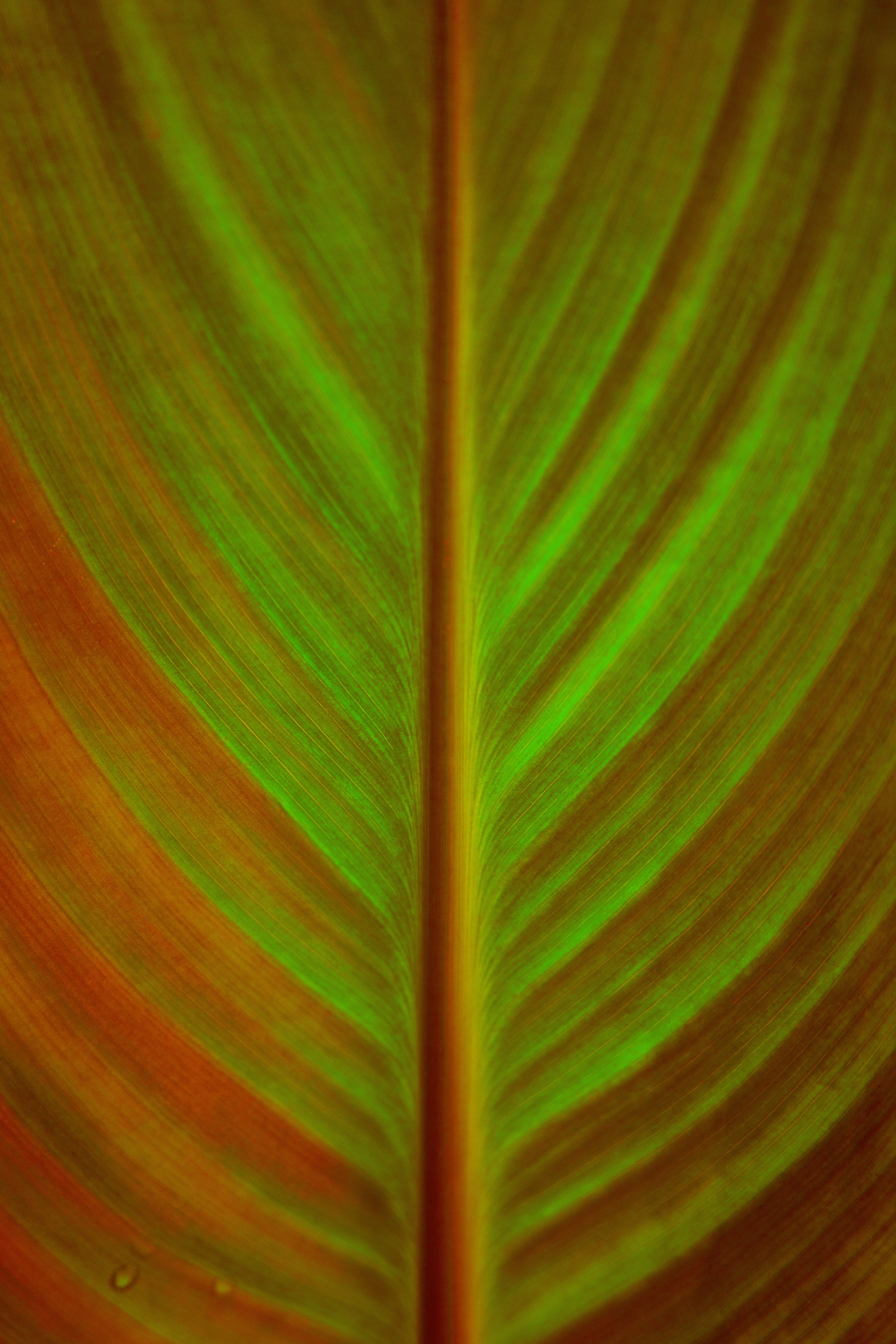 Close-up of a vibrant green and orange leaf vein pattern.