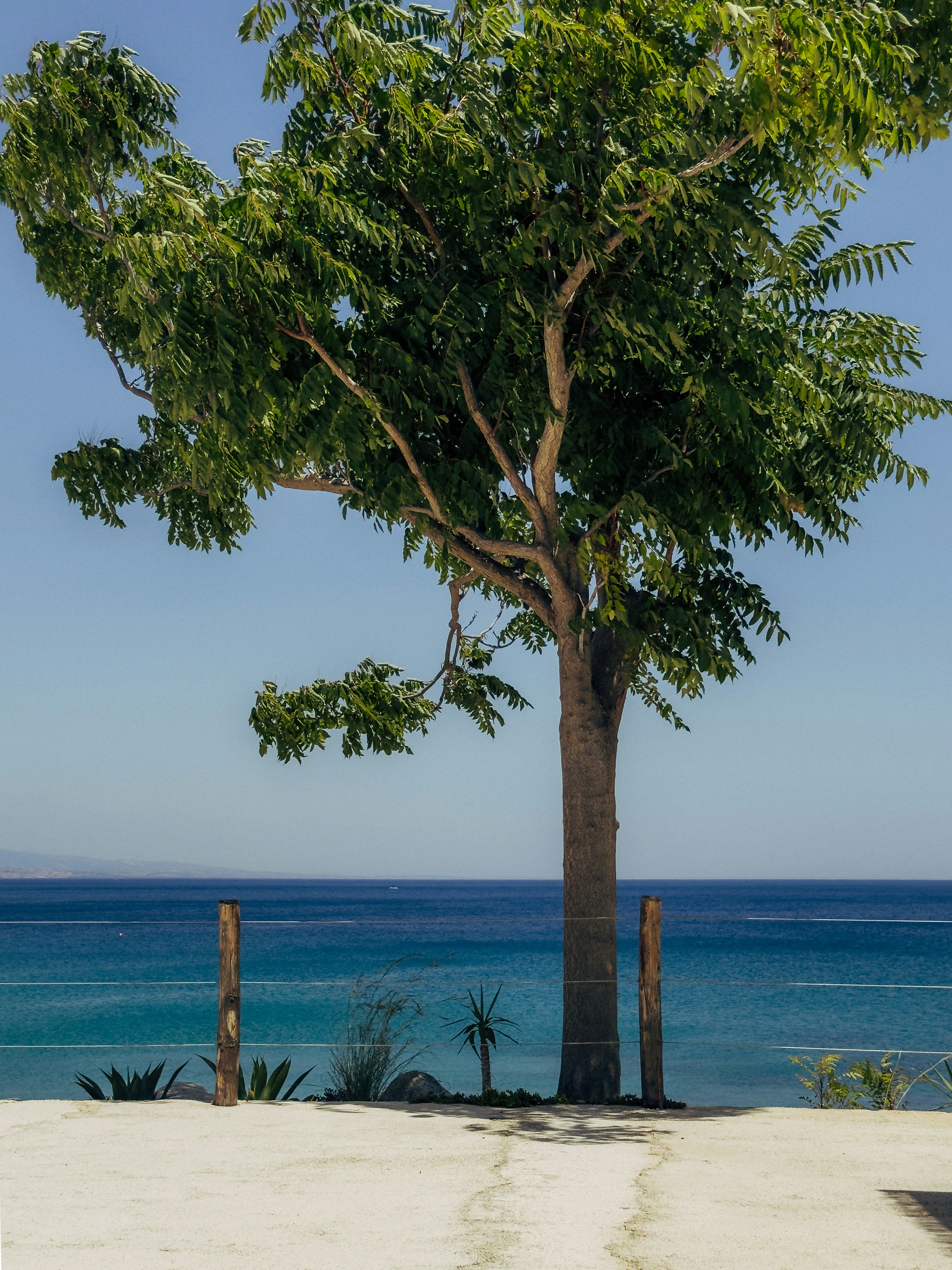 A lone tree stands before a calm blue ocean.