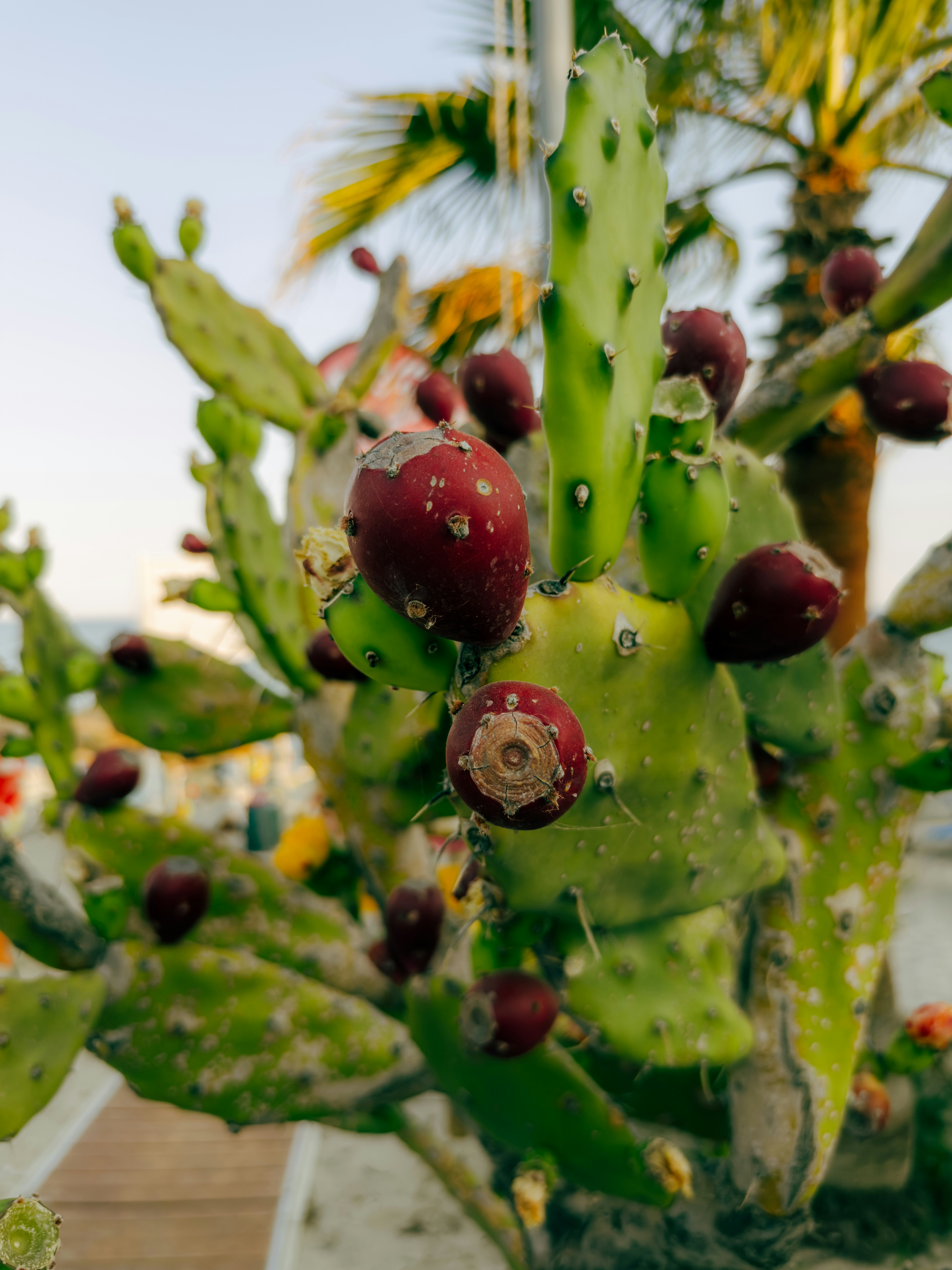 Prickly pear cactus with ripe red fruit