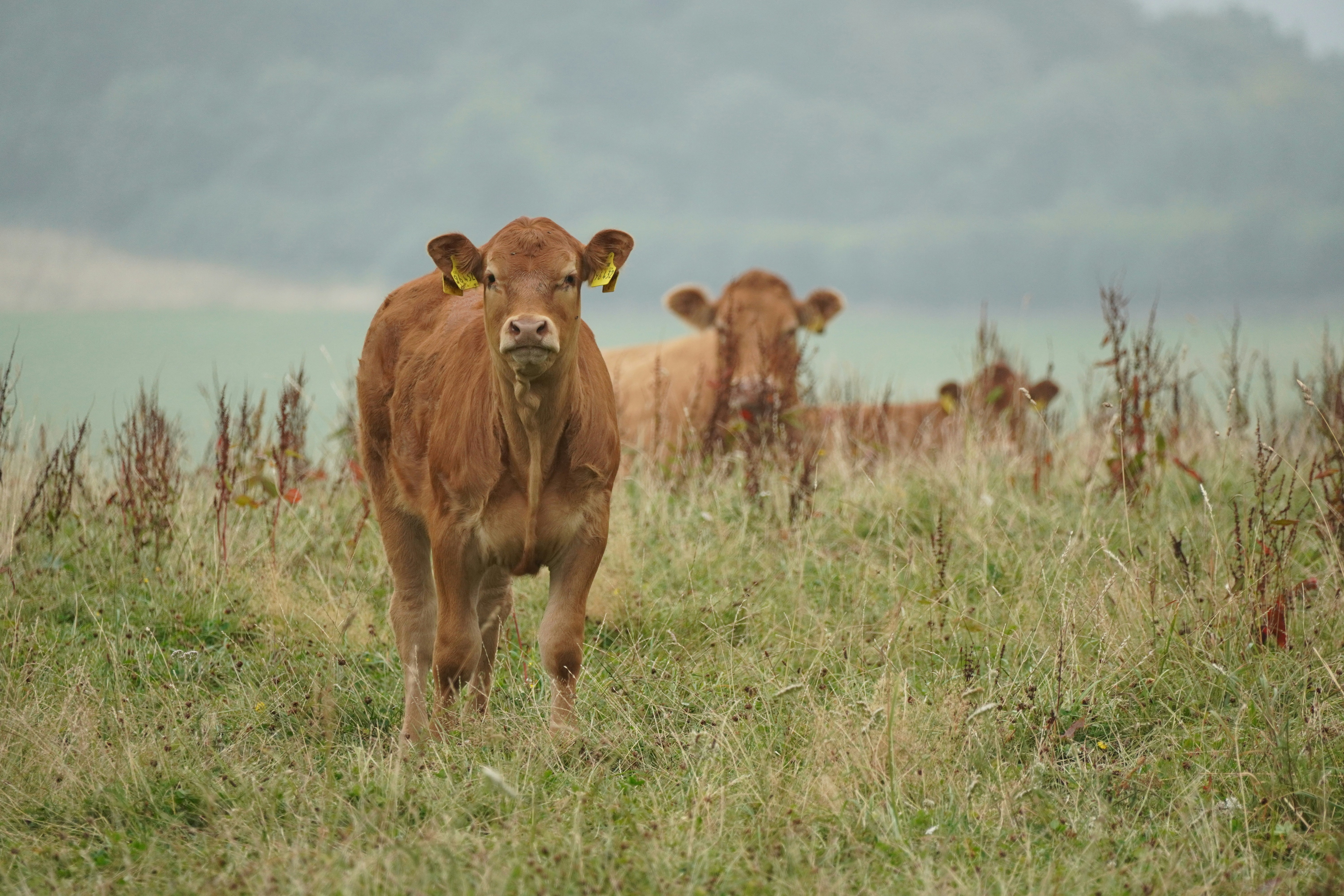 Photo by maimaiflows