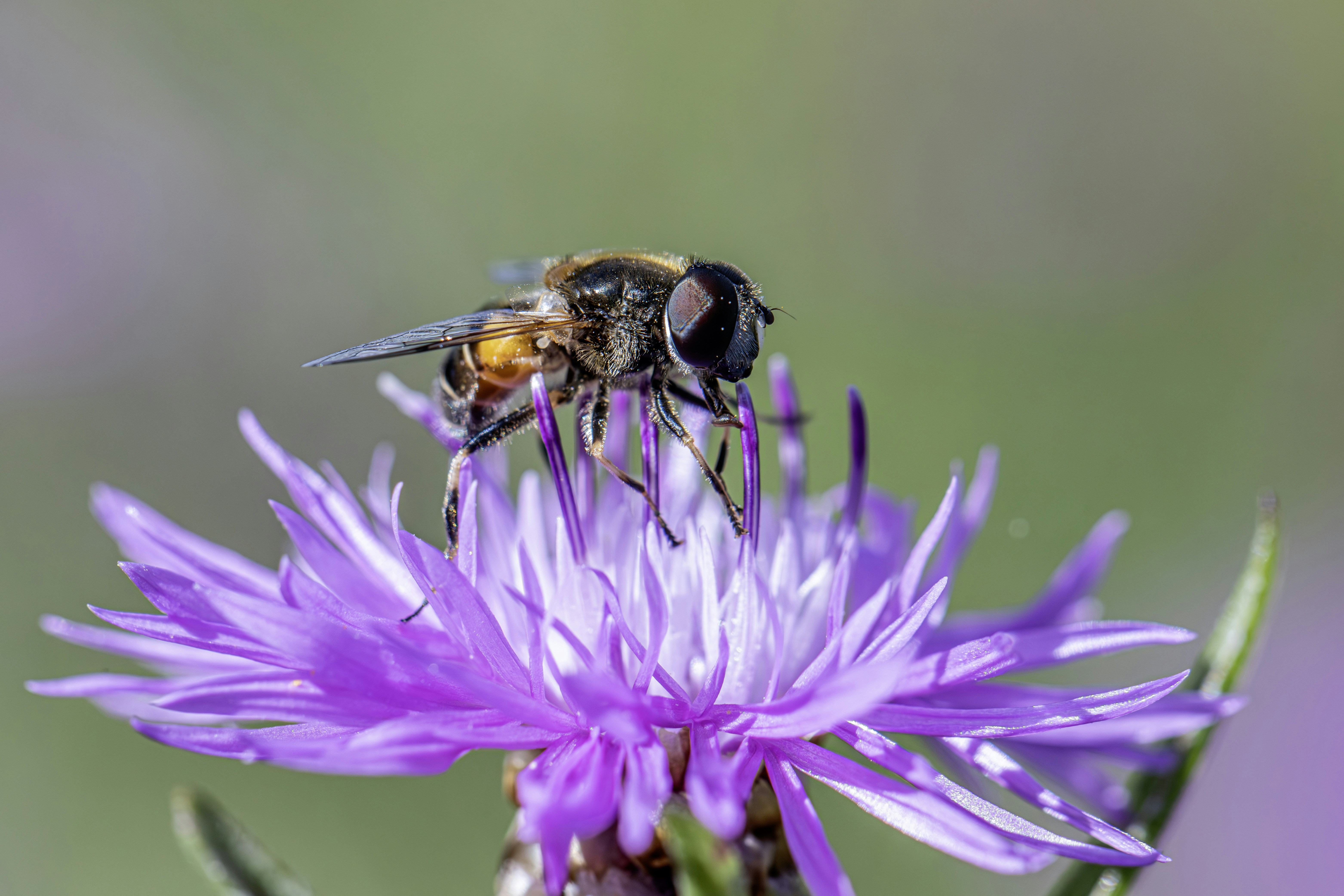 A hoverfly rests on a purple flower