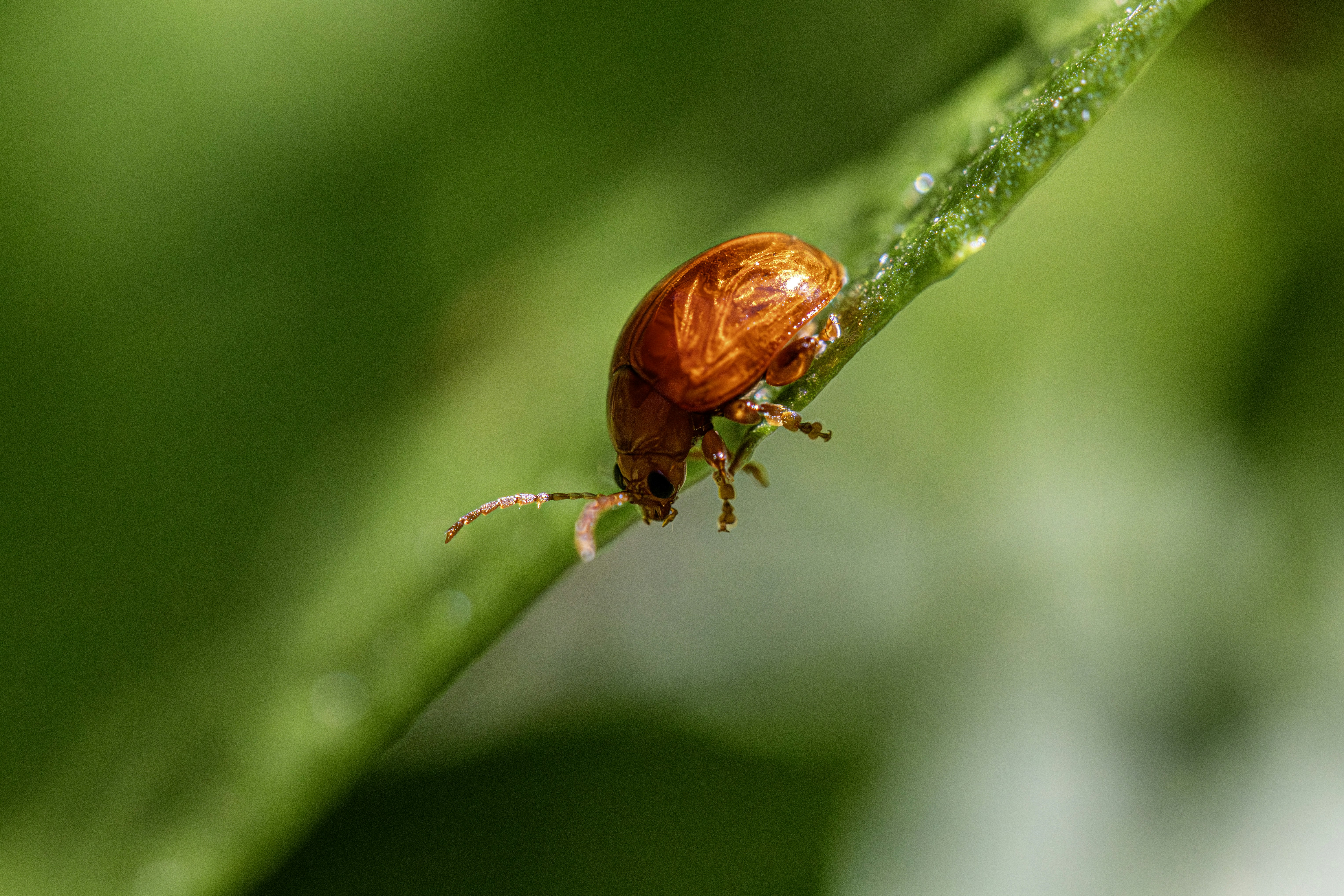 A small orange beetle crawls on a green stem.