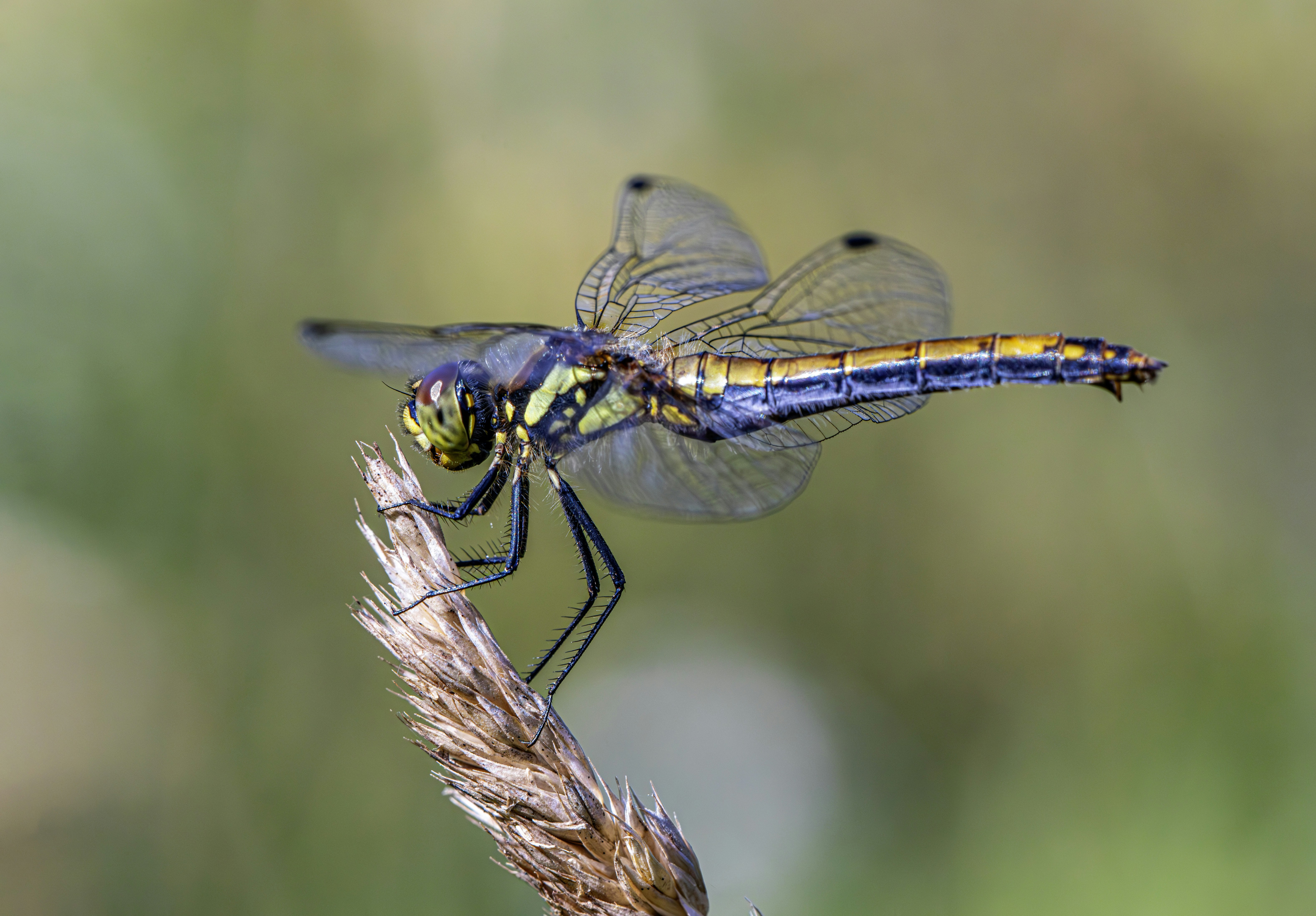 Dragonfly perched on a dry grass stalk