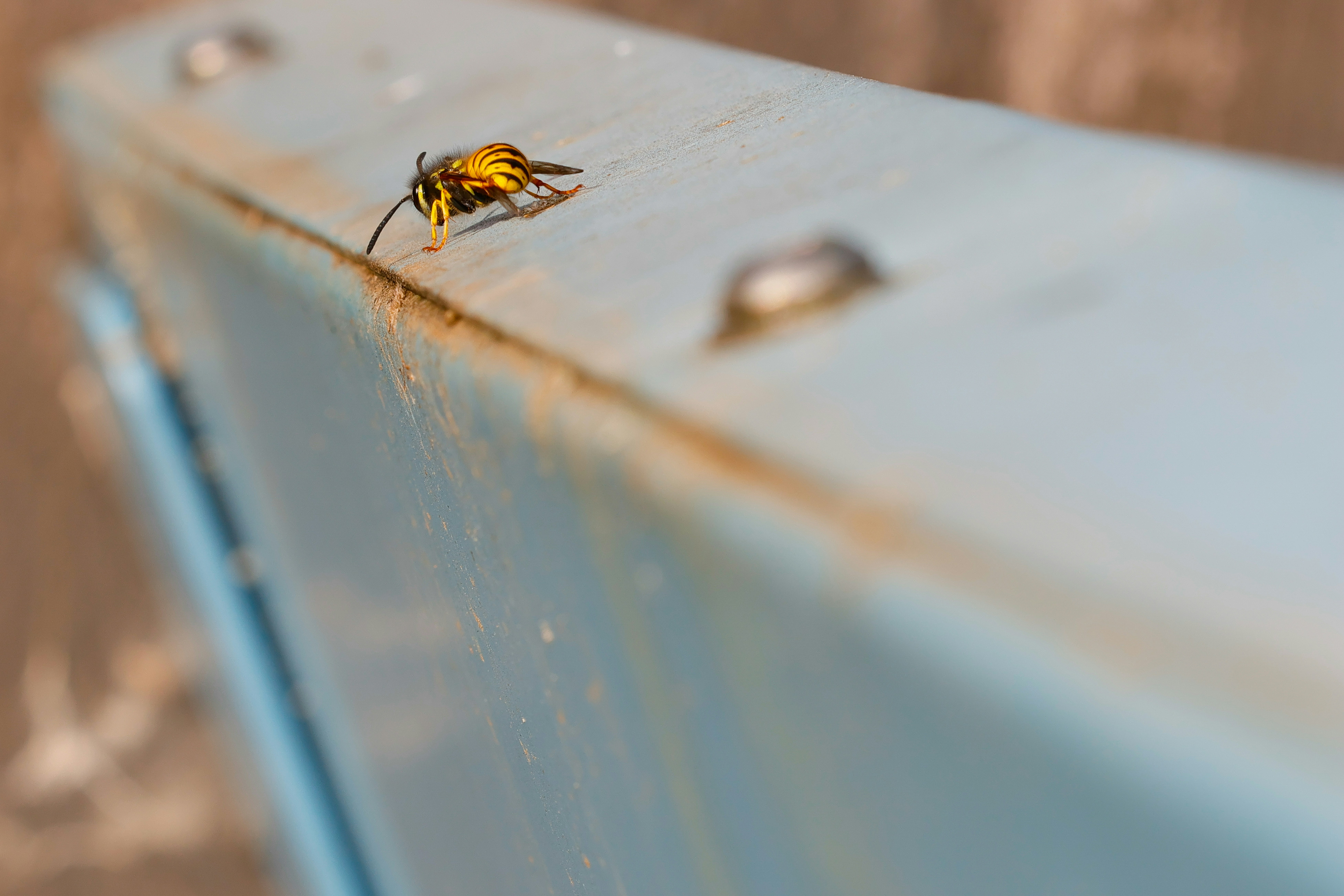 A bee rests on a weathered blue surface.
