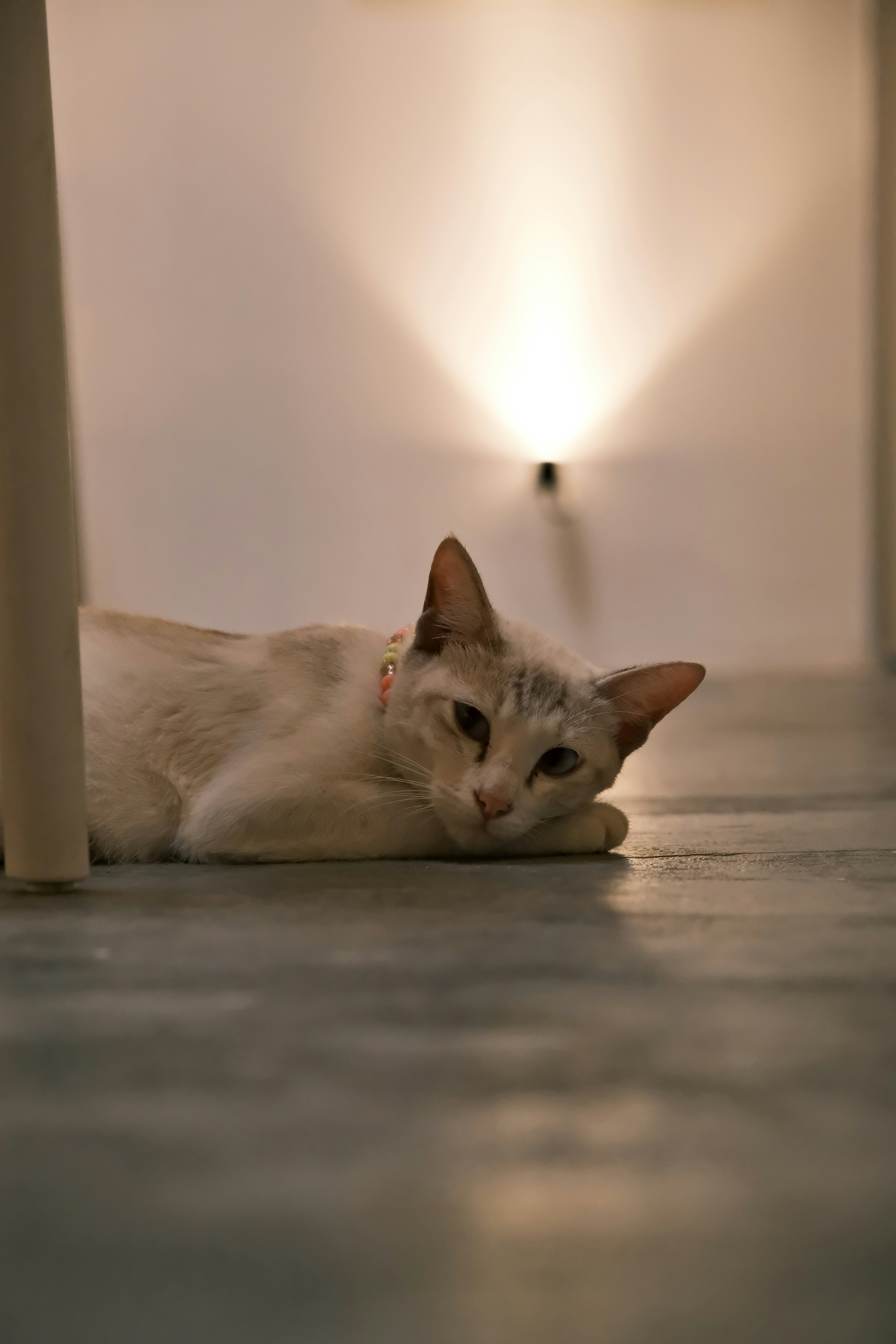 A light-colored cat rests on a floor.