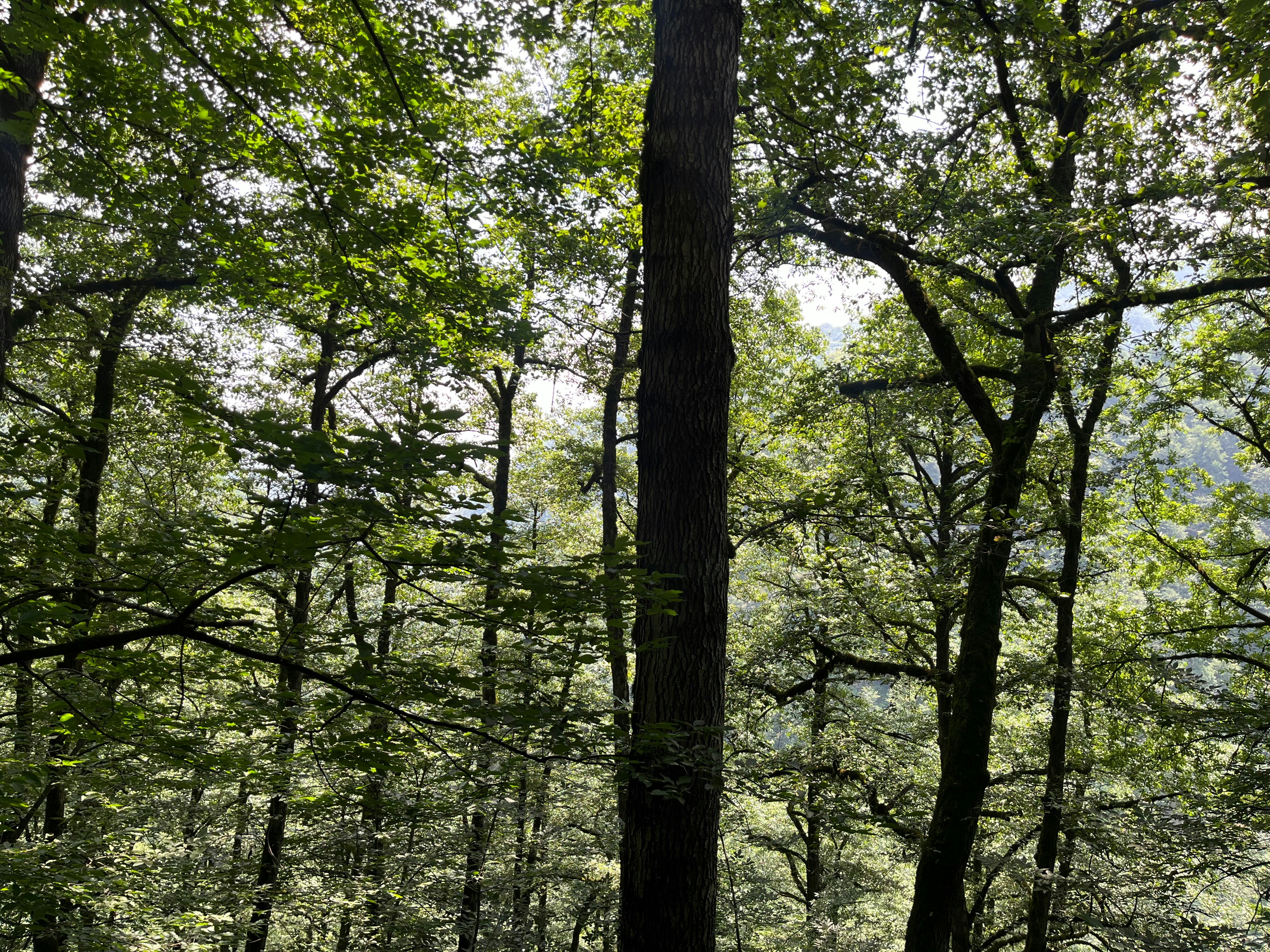 Sunlight filters through a dense forest canopy.