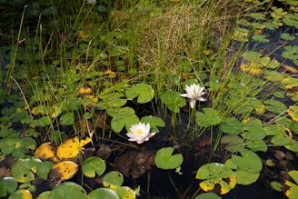 Two white water lilies bloom in a pond.