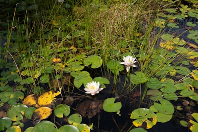 Two white water lilies bloom in a pond.