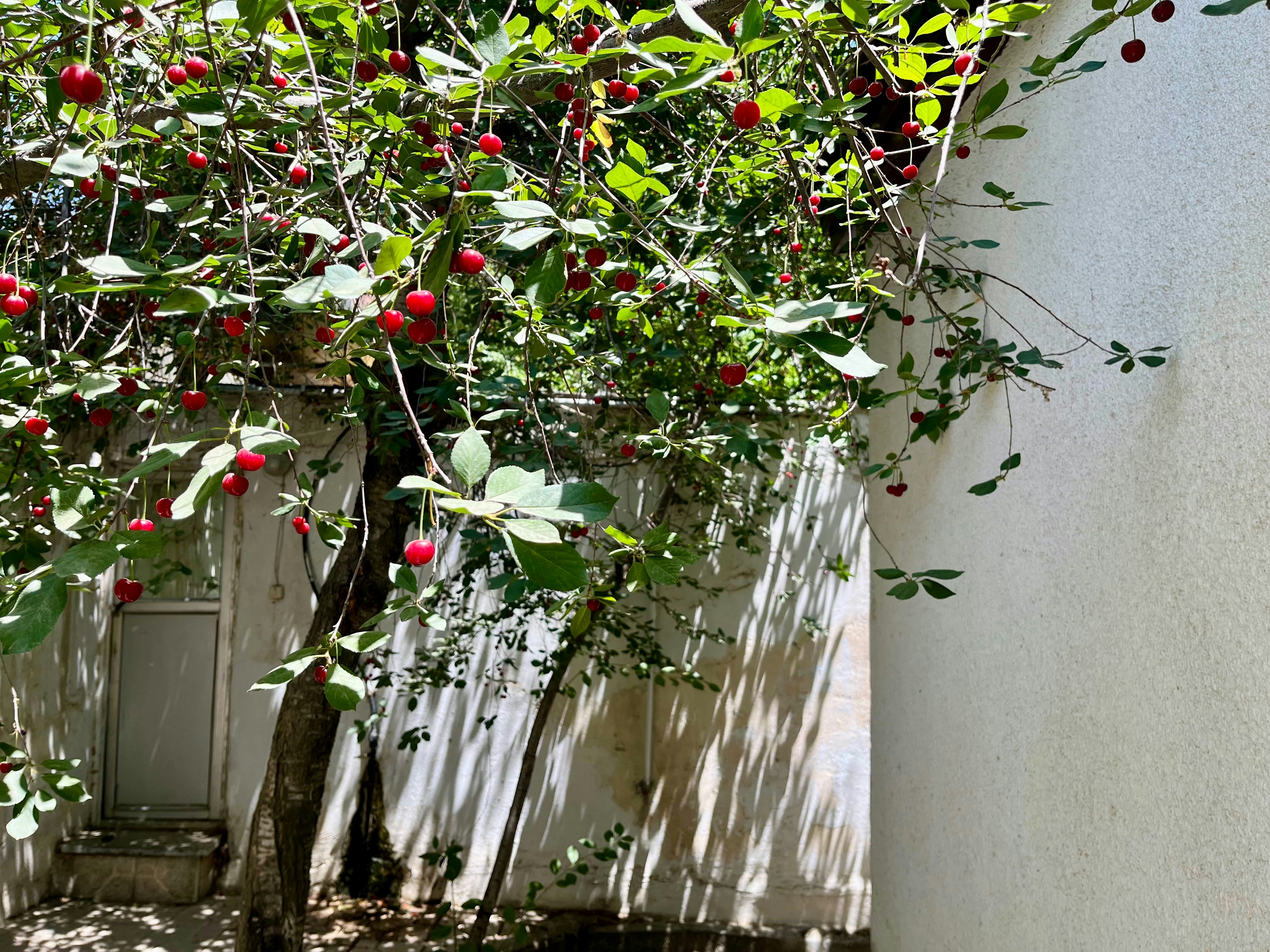 Cherry tree branches with ripe red cherries and leaves.